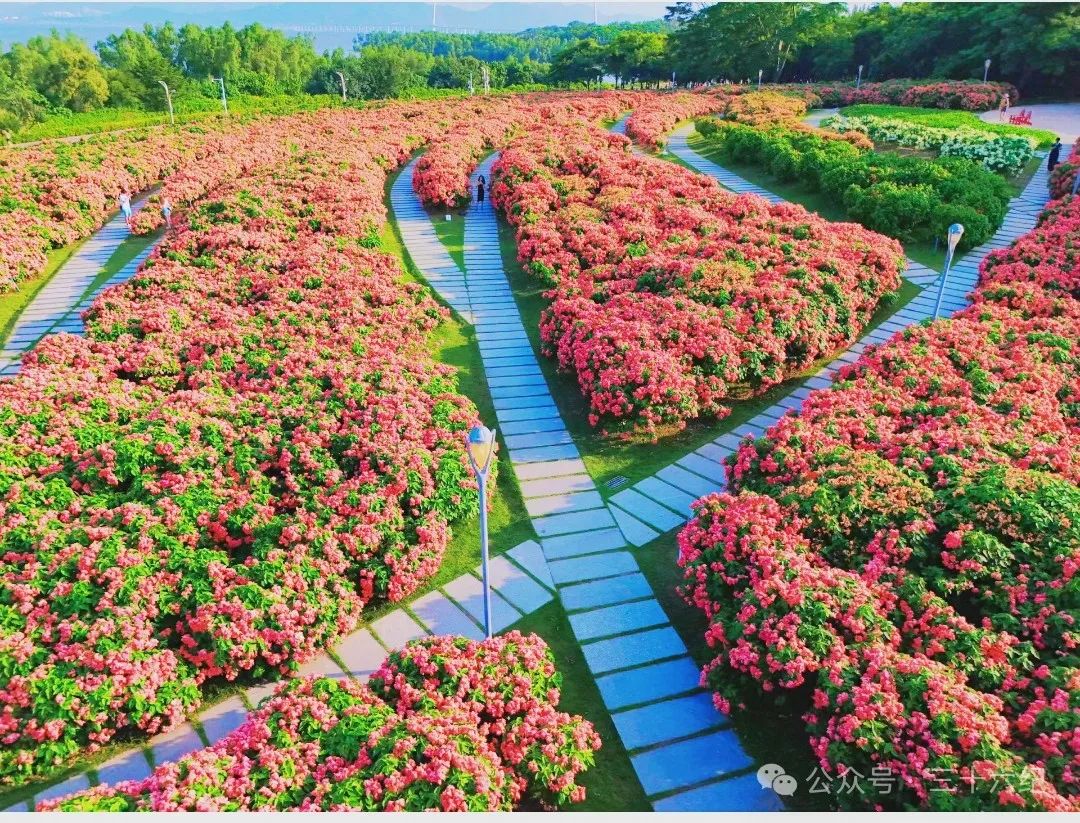 a large piece of oil painting paper fan sea of flowers