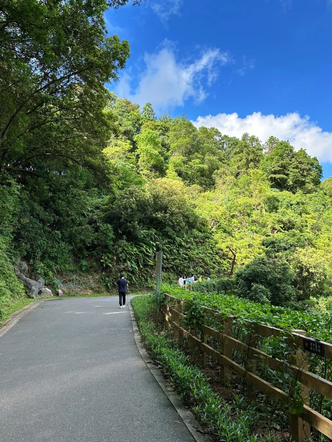 Shenzhen Yangtai Mountain Forest Park