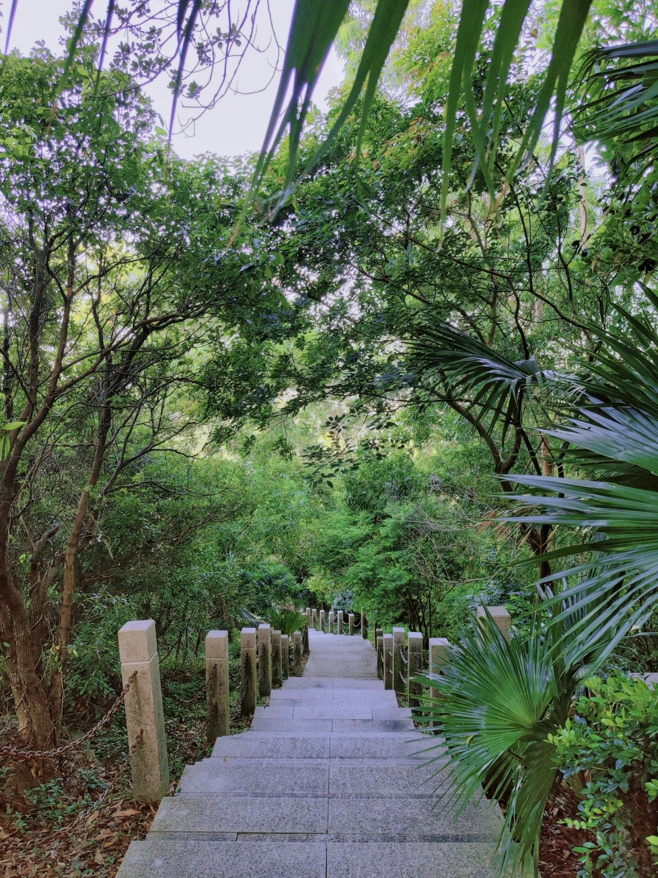 Wizard of Oz in Shenzhen, as if walking through a fairy tale forest