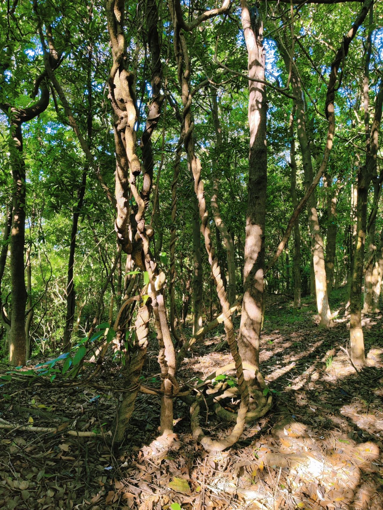 Wizard of Oz in Shenzhen, as if walking through a fairy tale forest