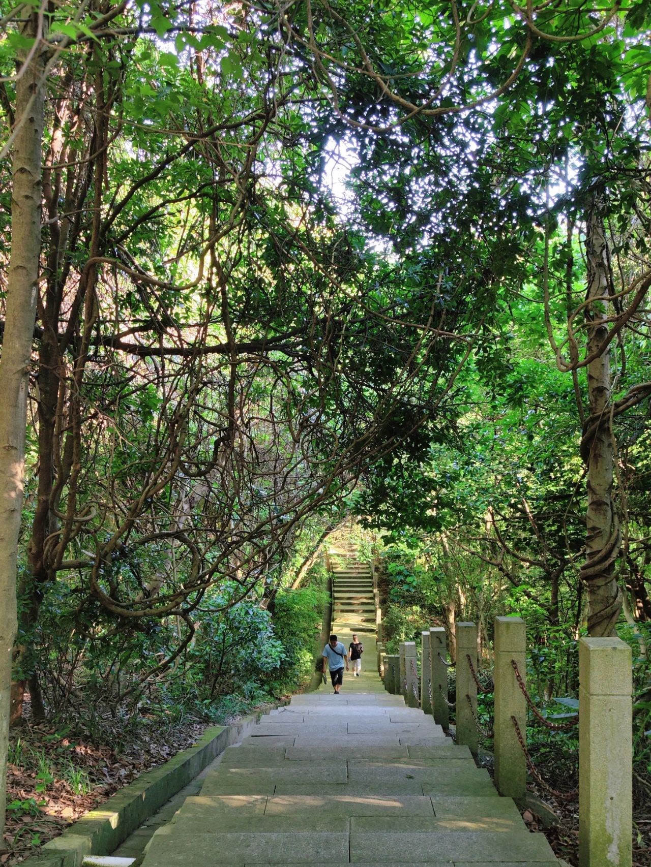 Wizard of Oz in Shenzhen, as if walking through a fairy tale forest