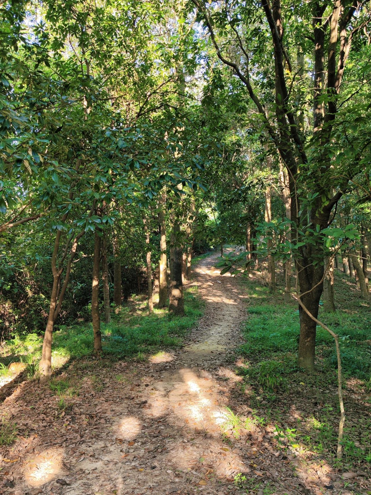 Wizard of Oz in Shenzhen, as if walking through a fairy tale forest