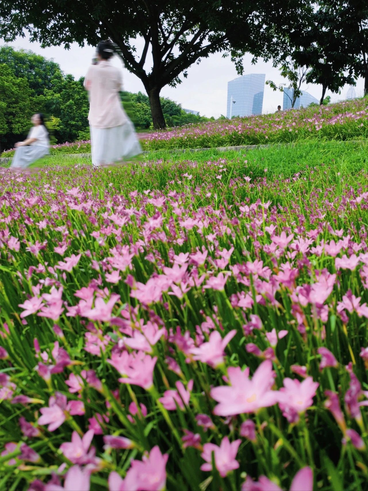 Shenzhen Center Park's Rainforest Orchid