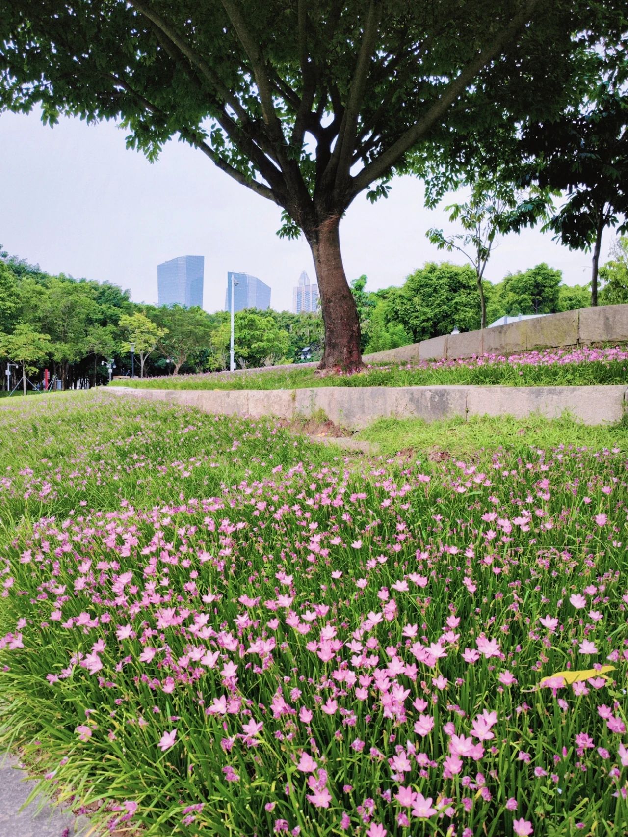 Shenzhen Center Park's Rainforest Orchid