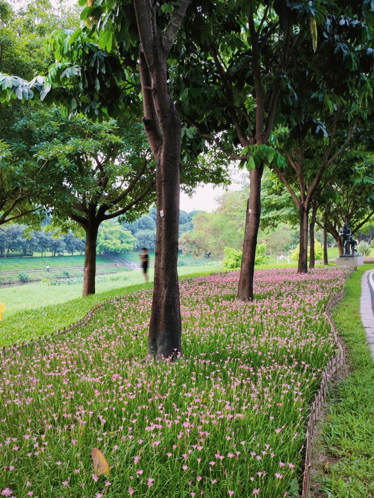 Shenzhen Center Park's Rainforest Orchid