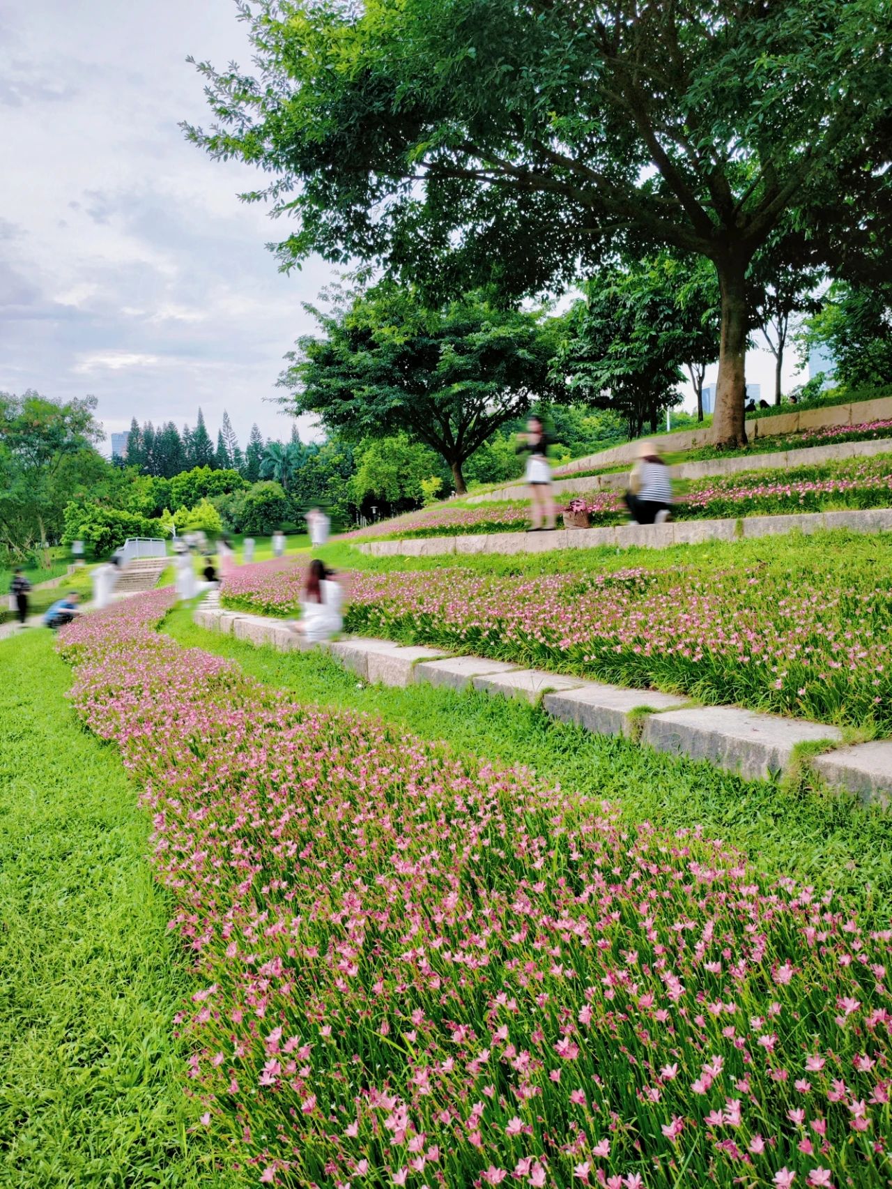 Shenzhen Center Park's Rainforest Orchid