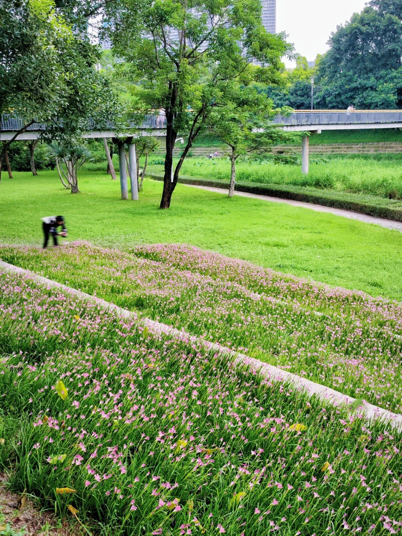 Shenzhen Center Park's Rainforest Orchid