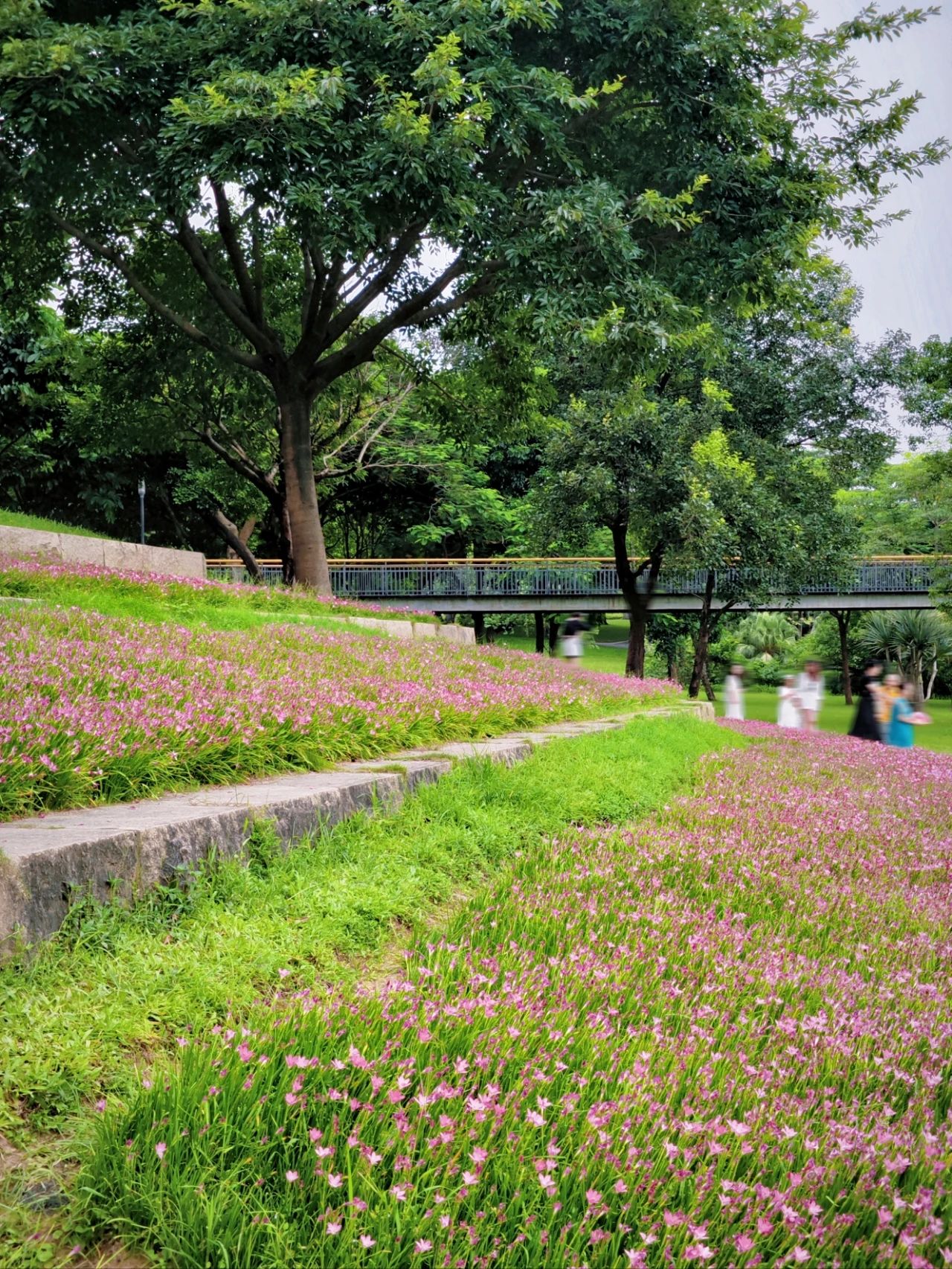 Shenzhen Center Park's Rainforest Orchid