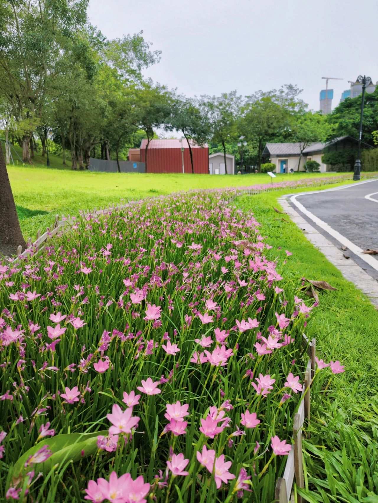 Shenzhen Center Park's Rainforest Orchid