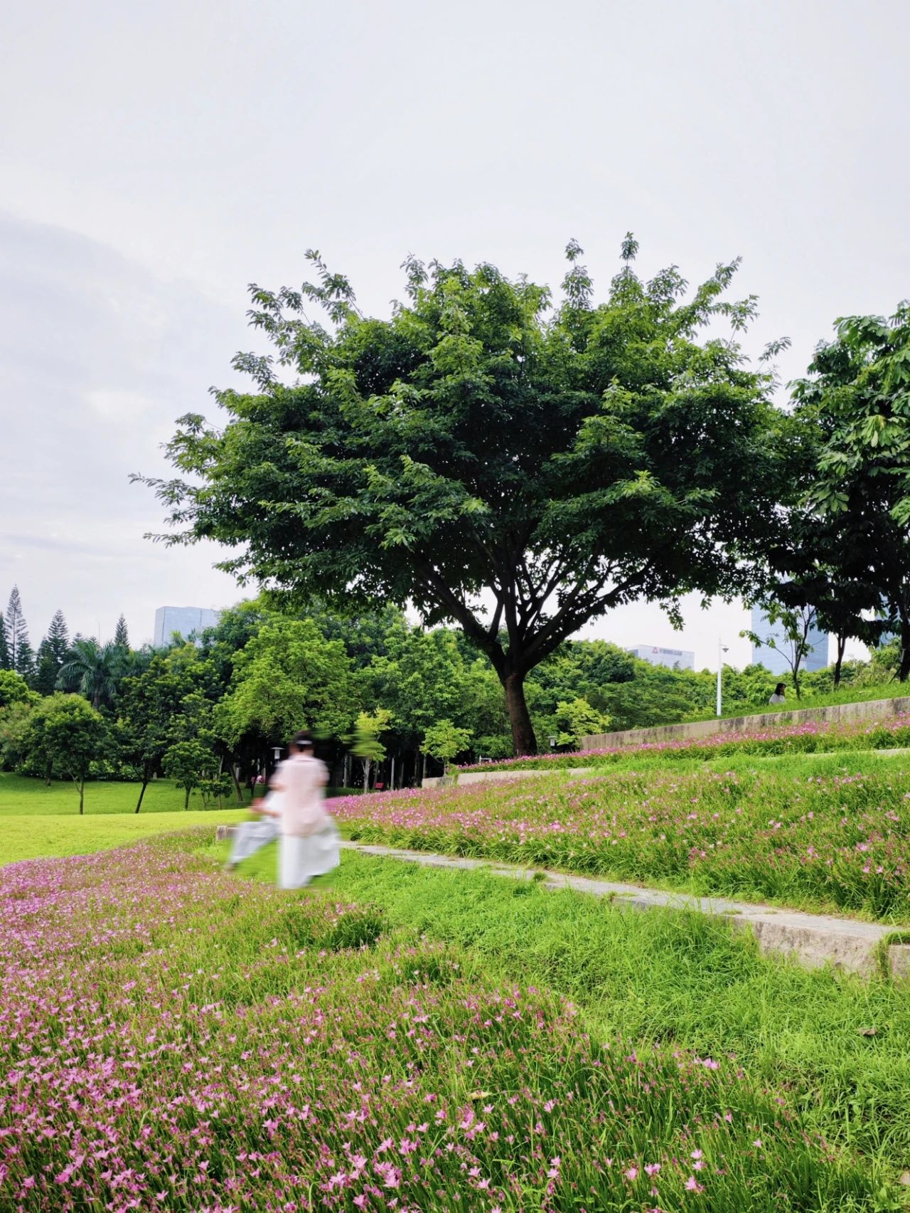 Shenzhen Center Park's Rainforest Orchid