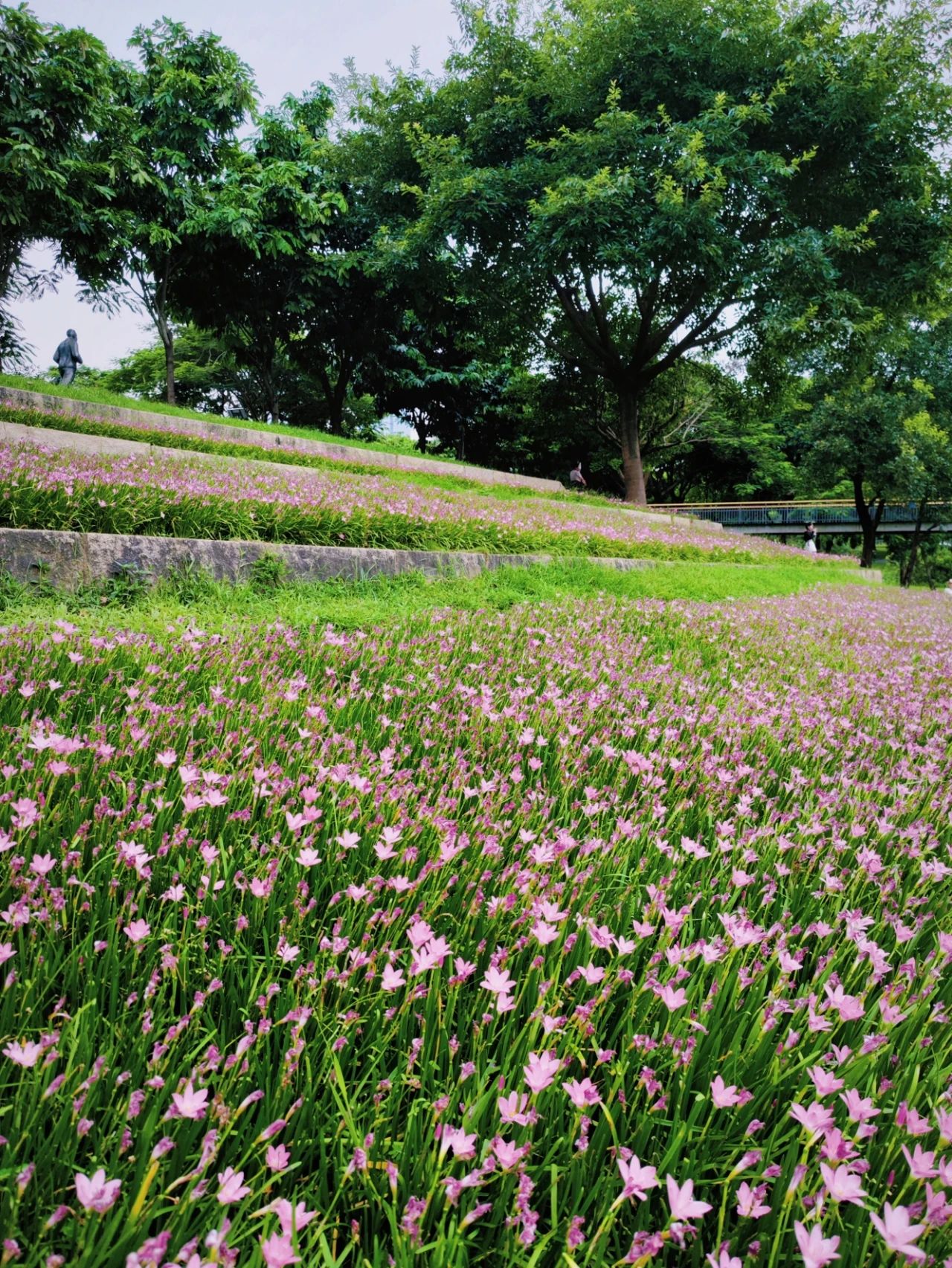 Shenzhen Center Park's Rainforest Orchid