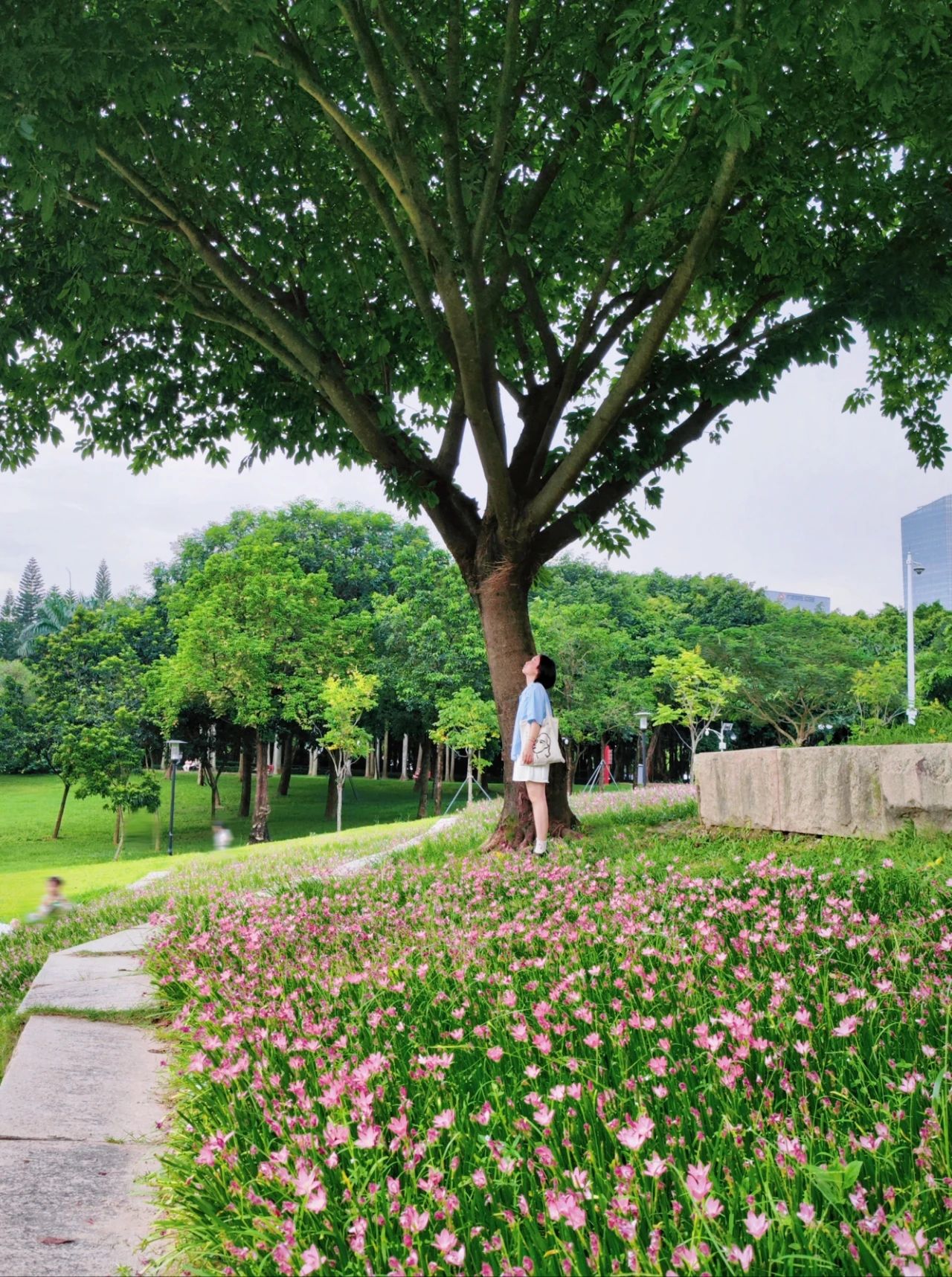 Shenzhen Center Park's Rainforest Orchid