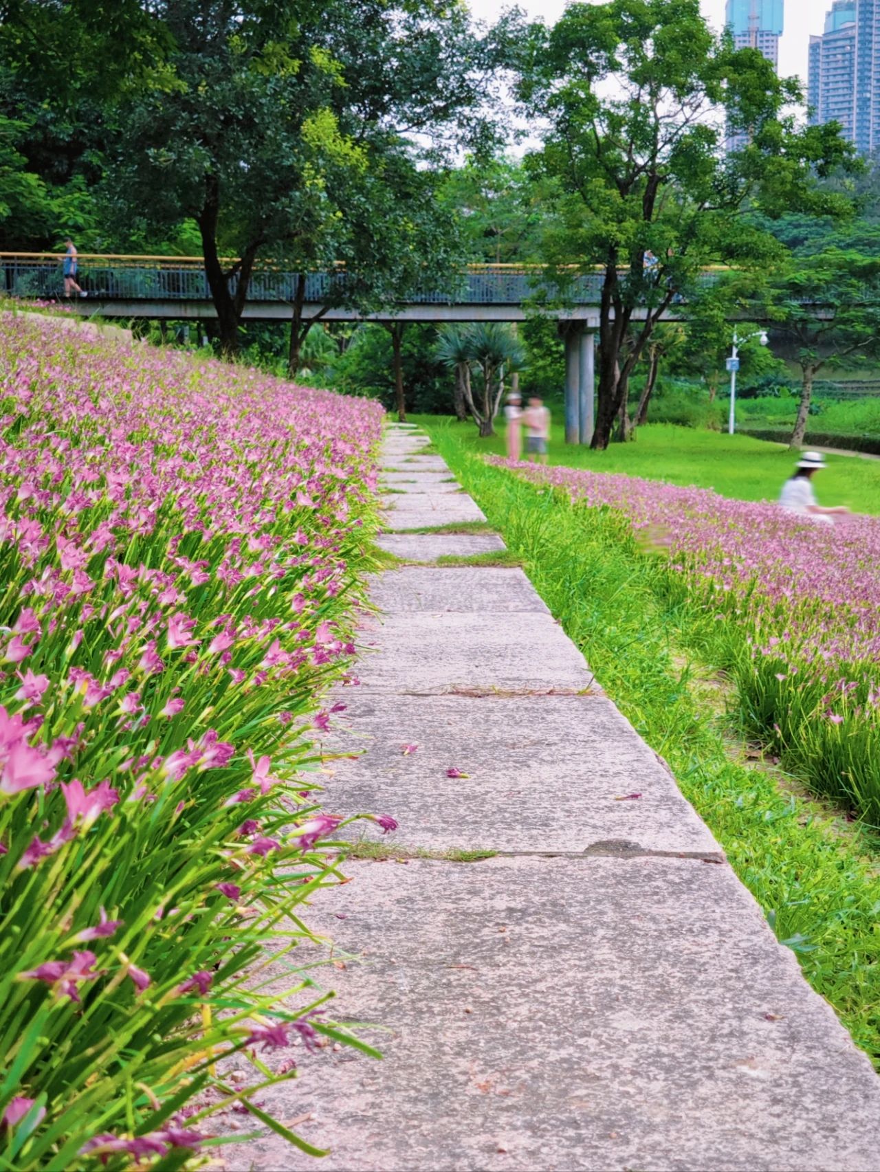 Shenzhen Center Park's Rainforest Orchid