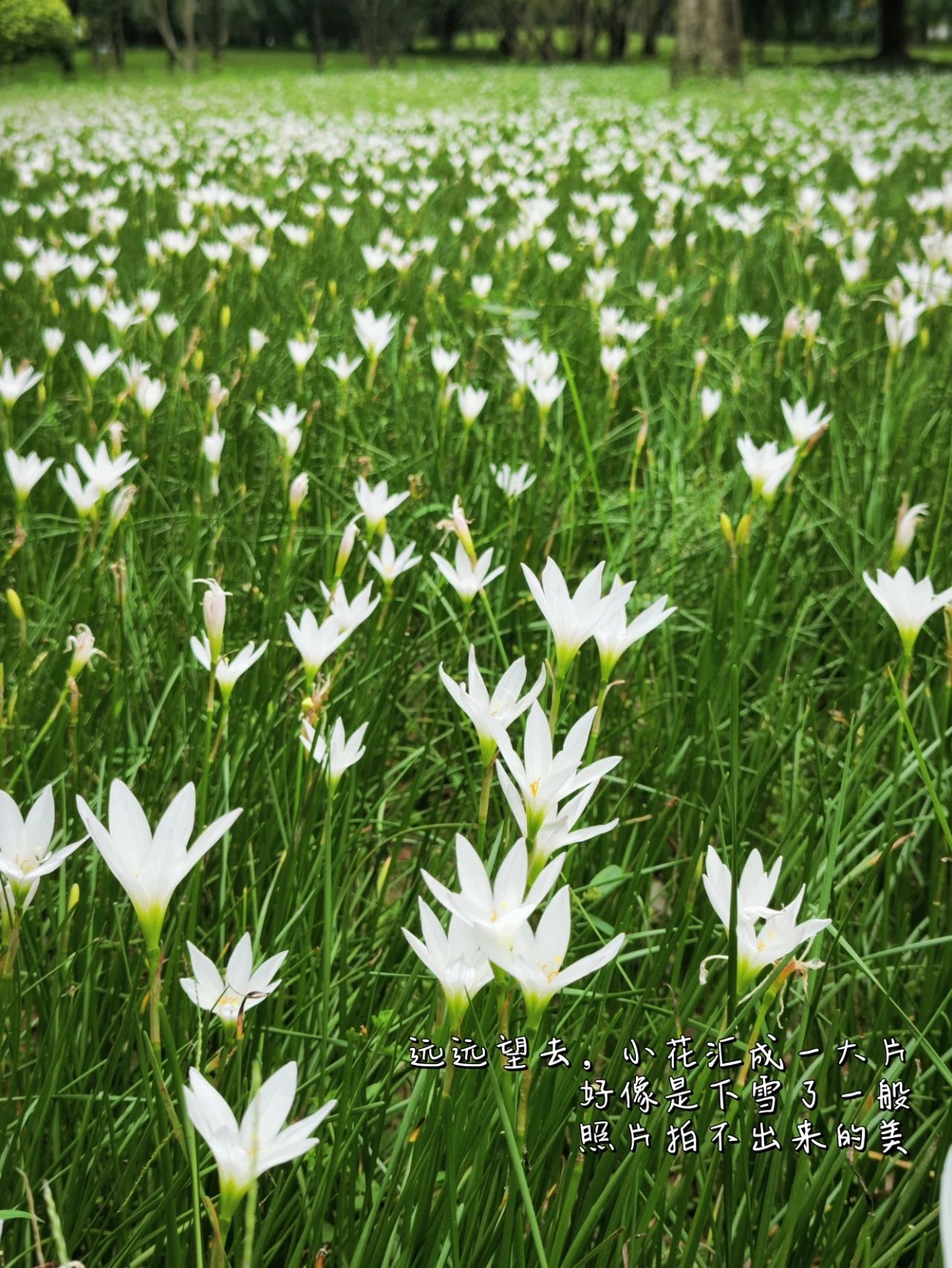 Shenzhen Center Park's Rainforest Orchid