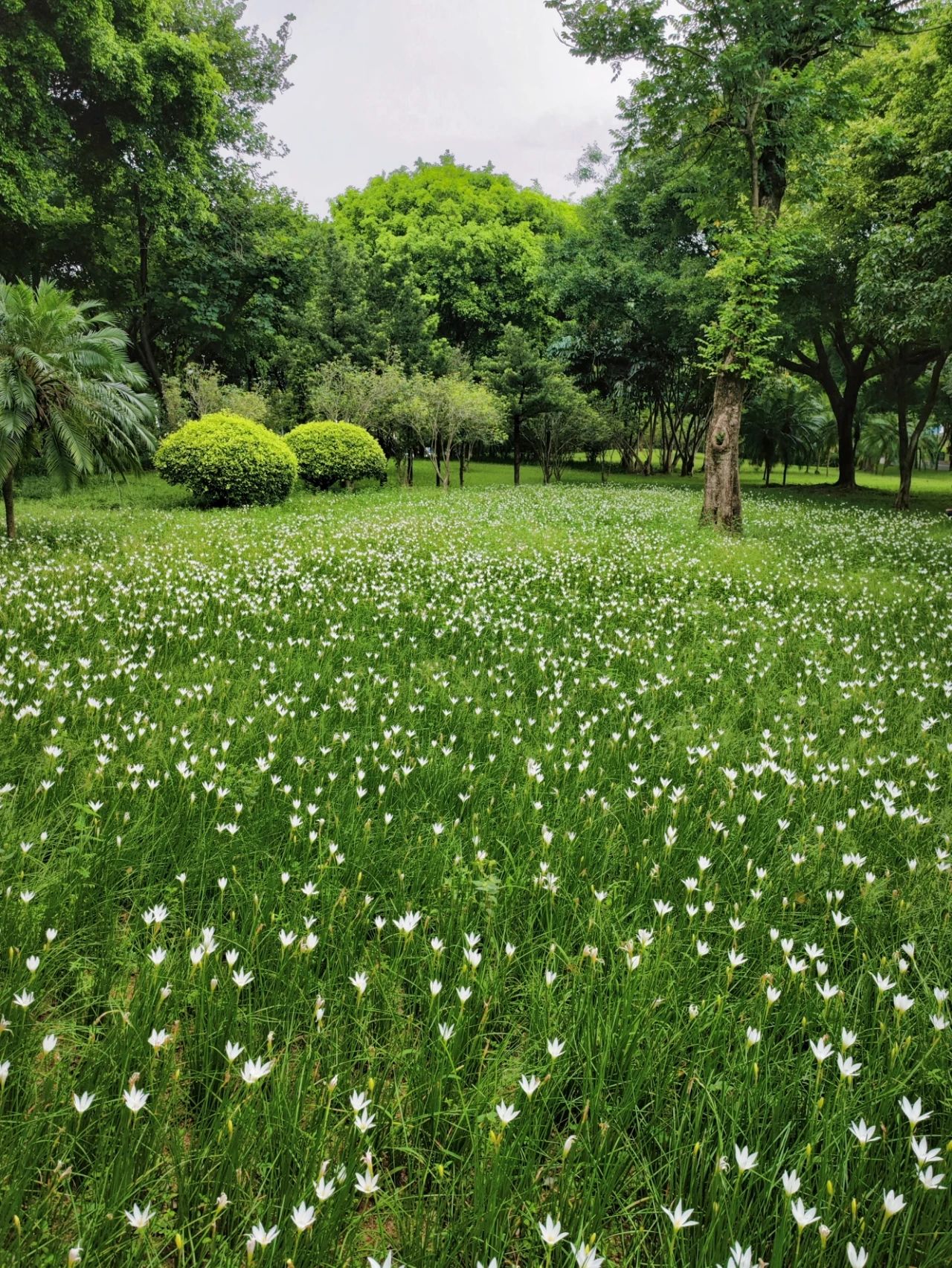 Shenzhen Center Park's Rainforest Orchid