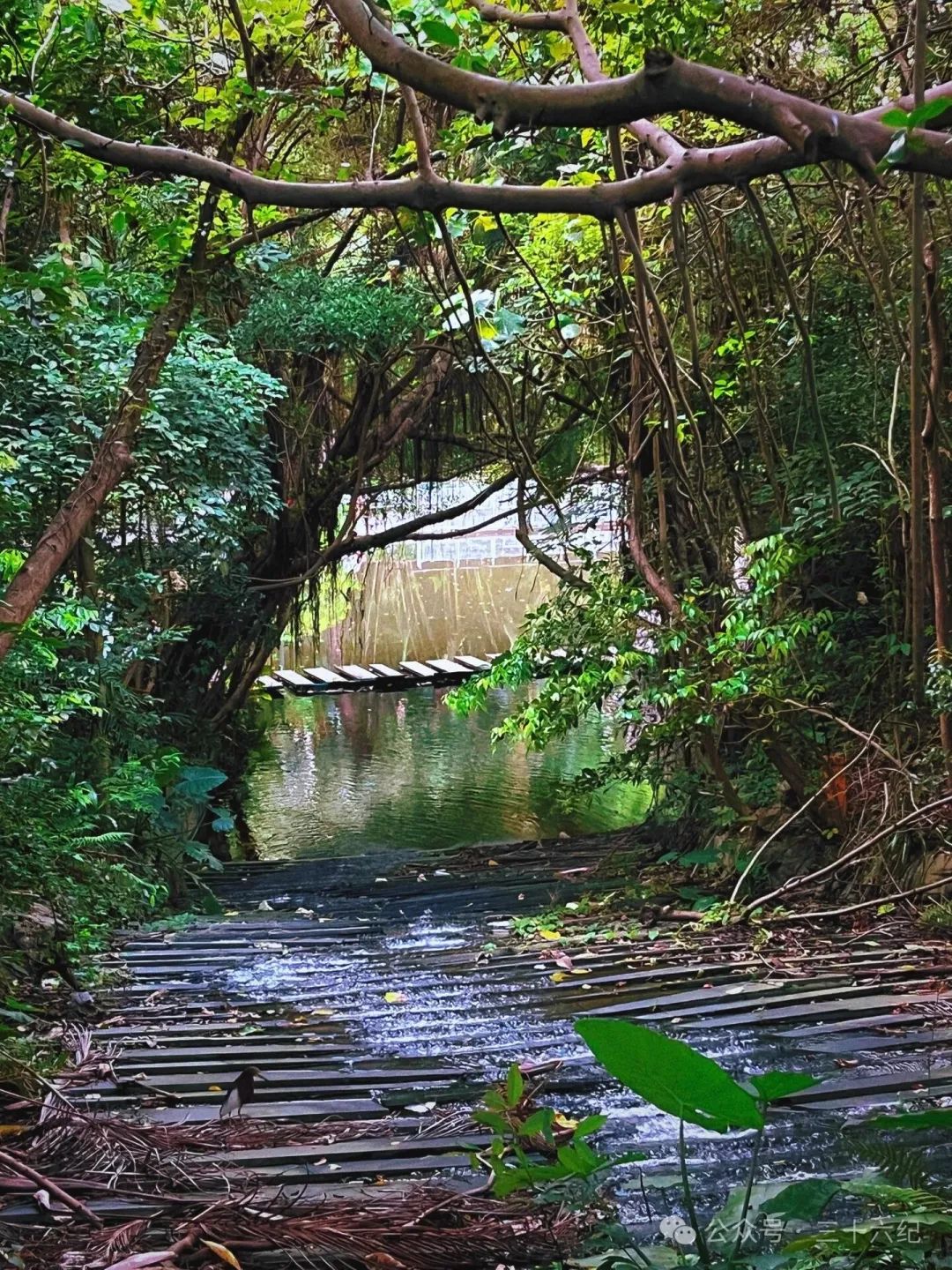 Finding the Wizard of Oz in Shenzhen, hidden in the city center