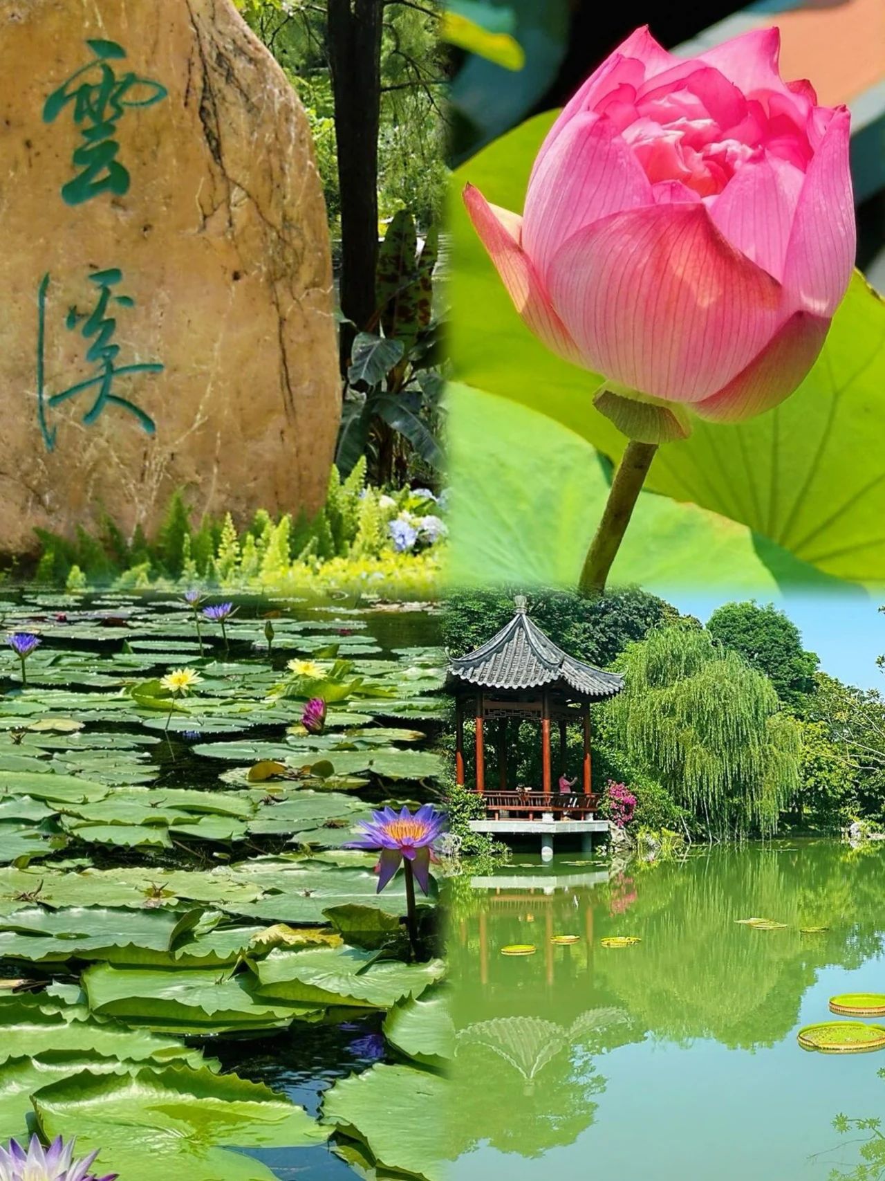 Yunxi Botanical Garden's amazing beauty is waiting for you to tease