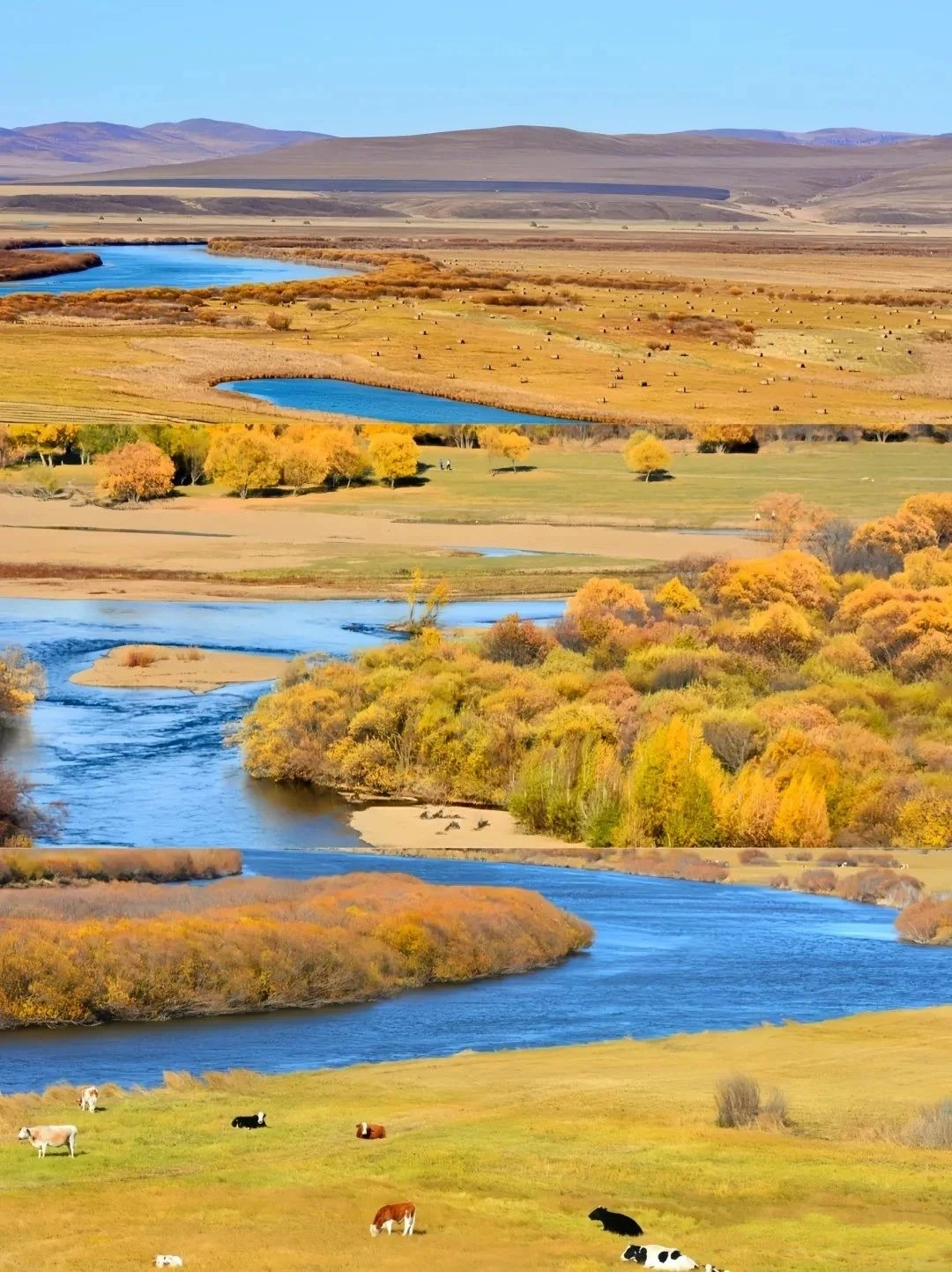 National Geographic didn't lie to me 😭 Hulunbeier in Golden Autumn is beautiful!