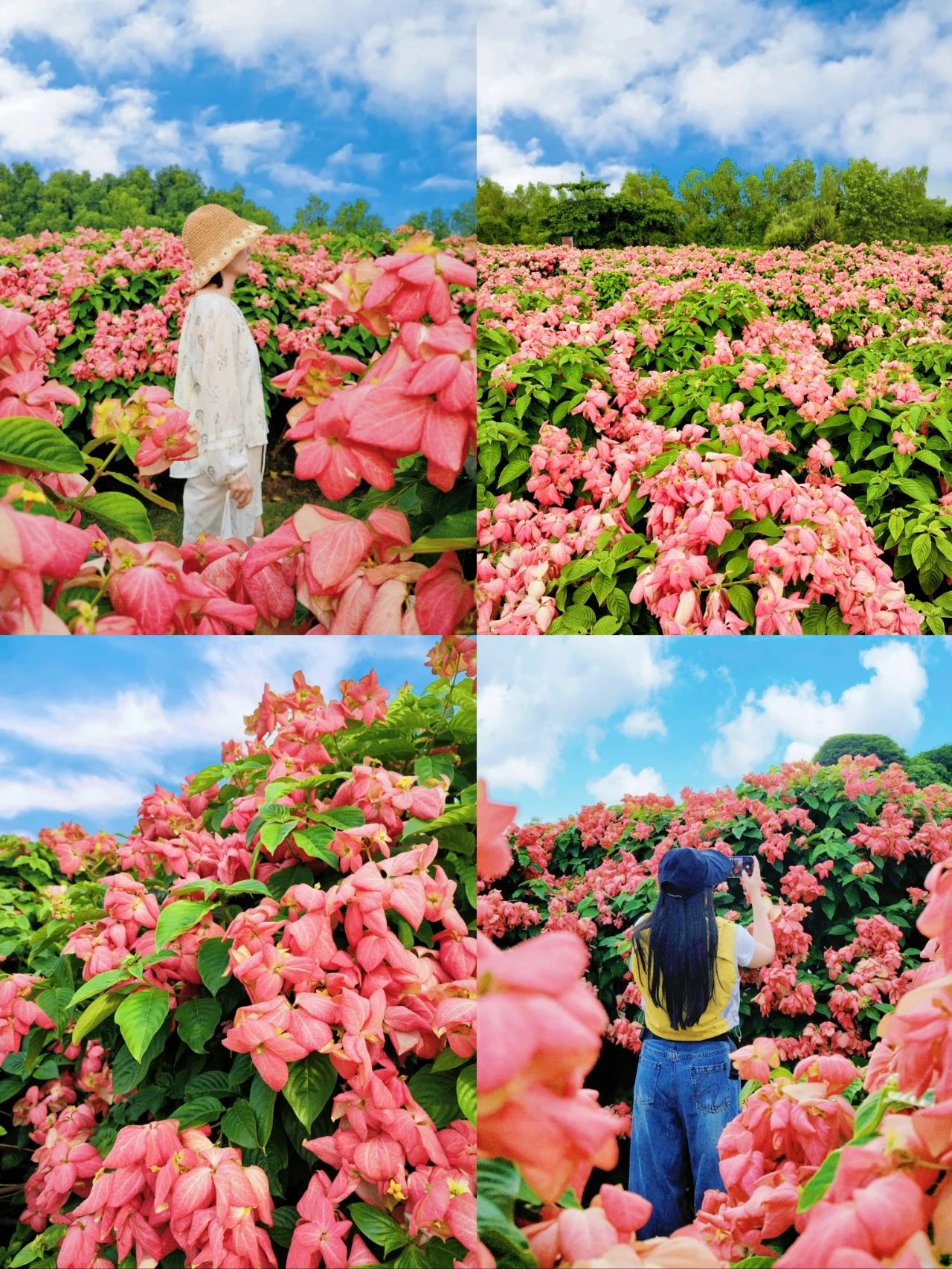 If you like romantic flowers, don't miss the paper fan flowers in “Liu Hua Shan, Shenzhen Bay Park”!