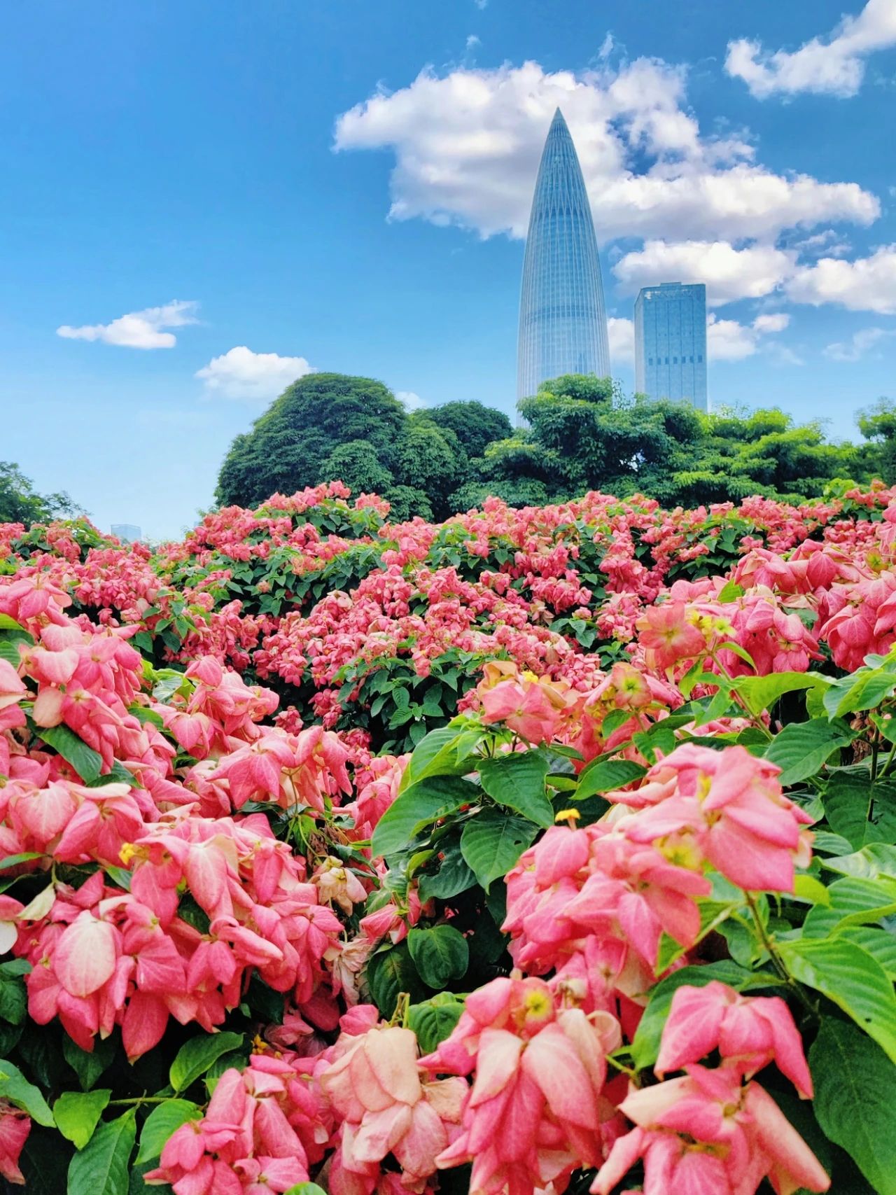 Liu Hua Shan, Shenzhen Bay Park