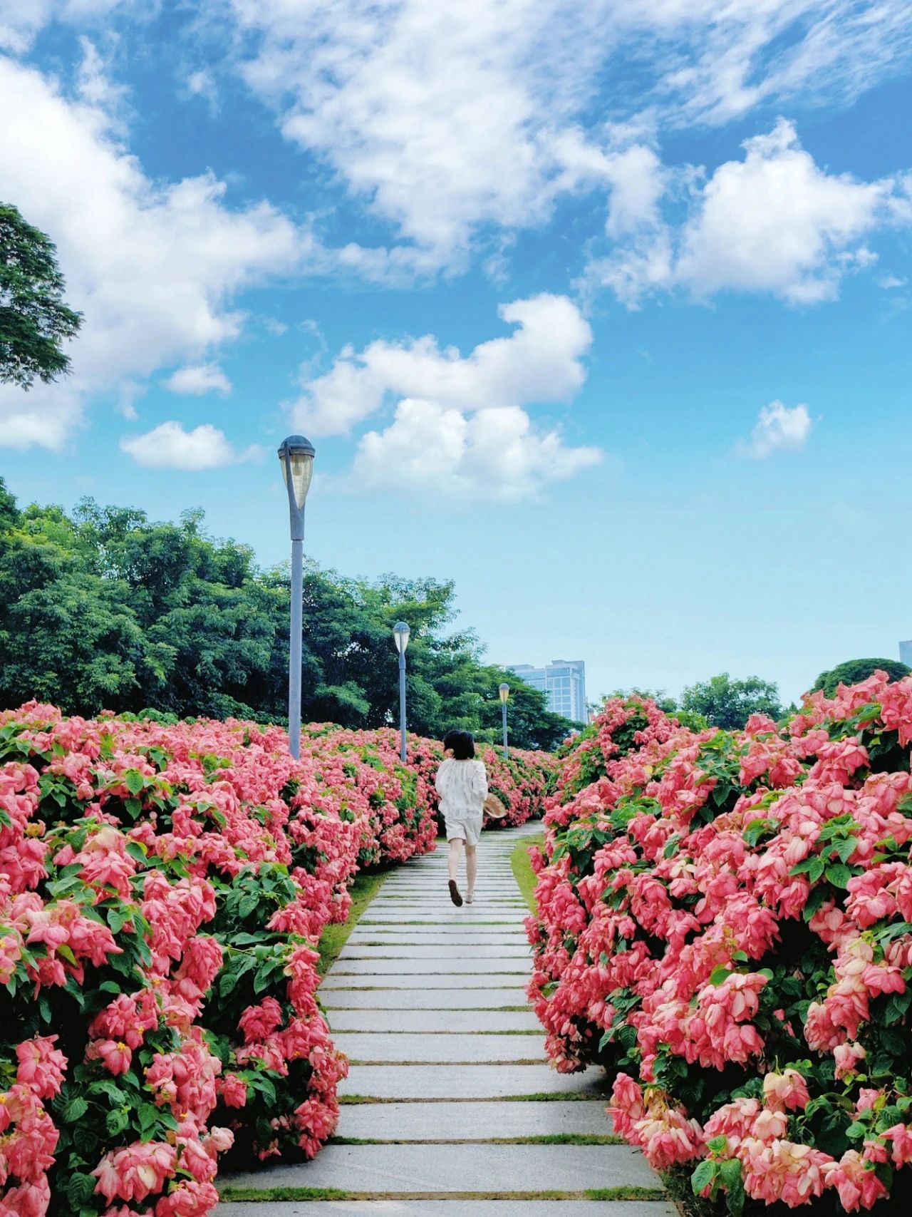 Liu Hua Shan, Shenzhen Bay Park