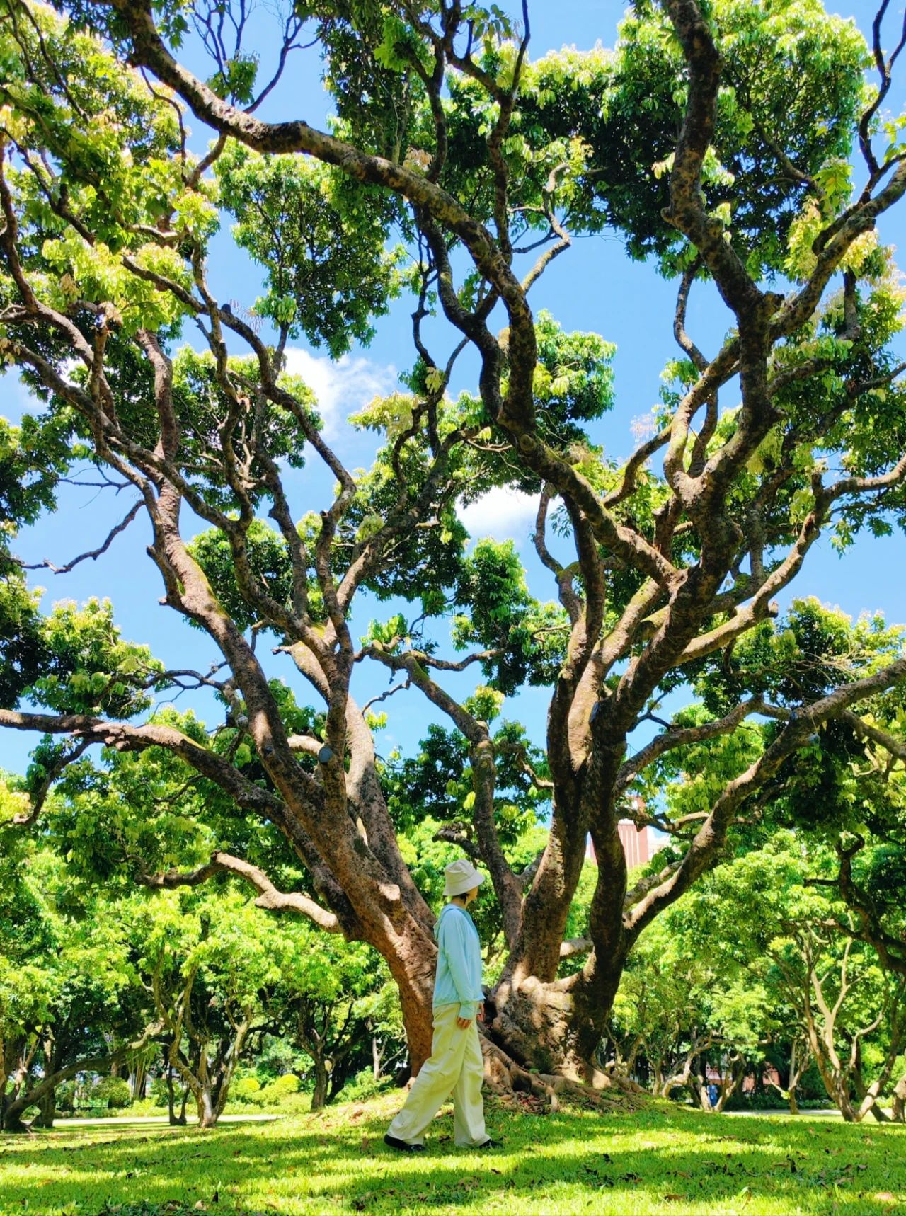 In Shenzhen! Photographed a very wow centuries old tree and was cured hard