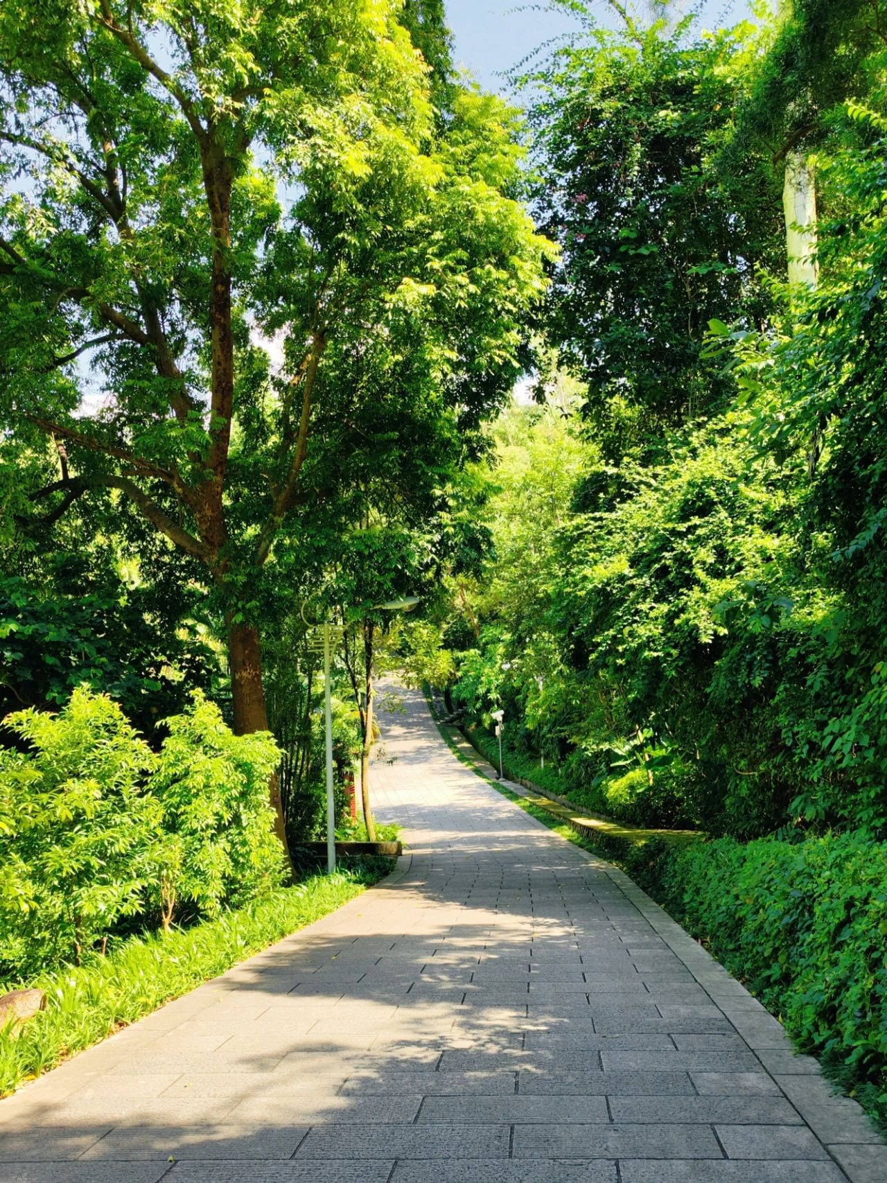 Shenzhen Meilin Park's old tree