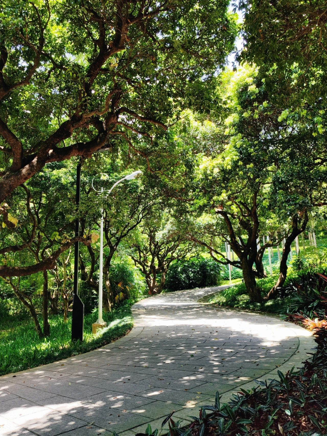 Shenzhen Meilin Park's old tree