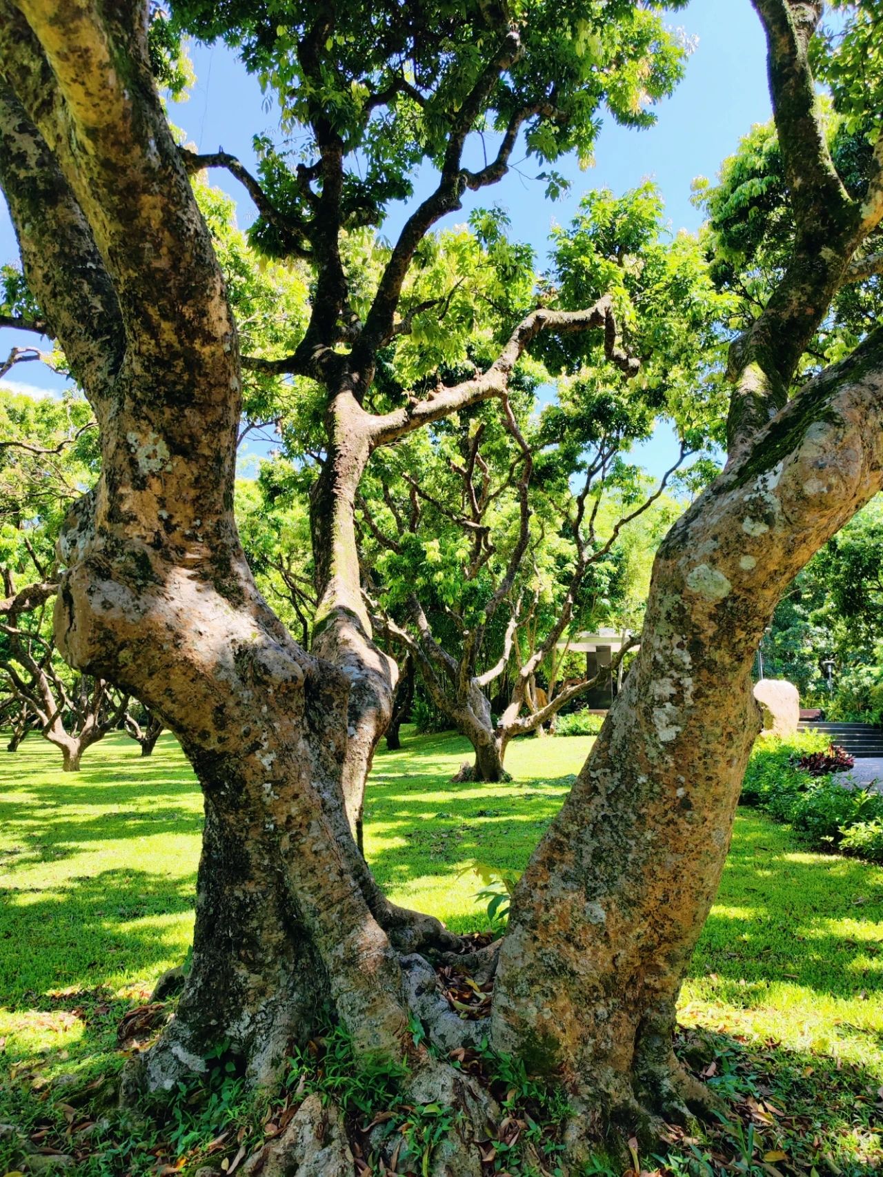 Shenzhen Meilin Park's old tree