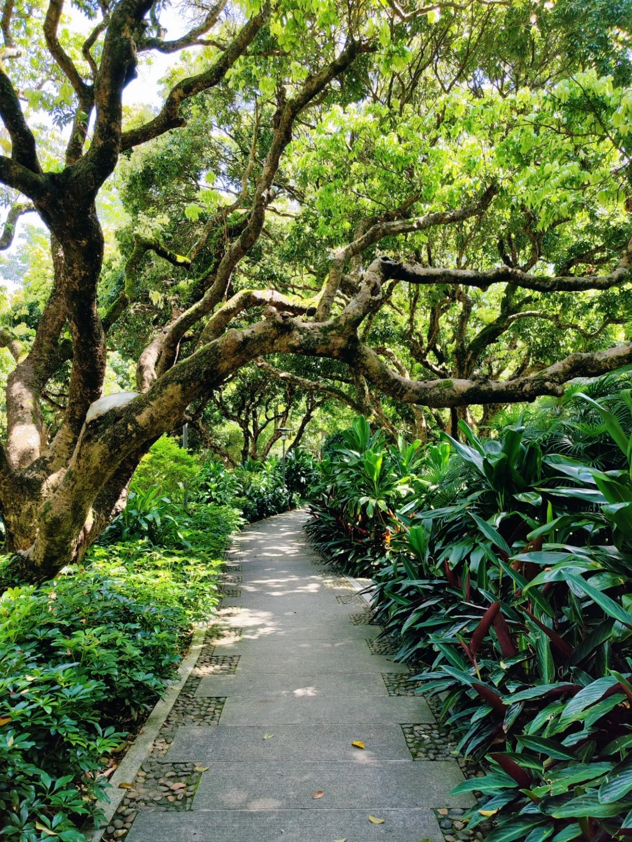 Shenzhen Meilin Park's old tree