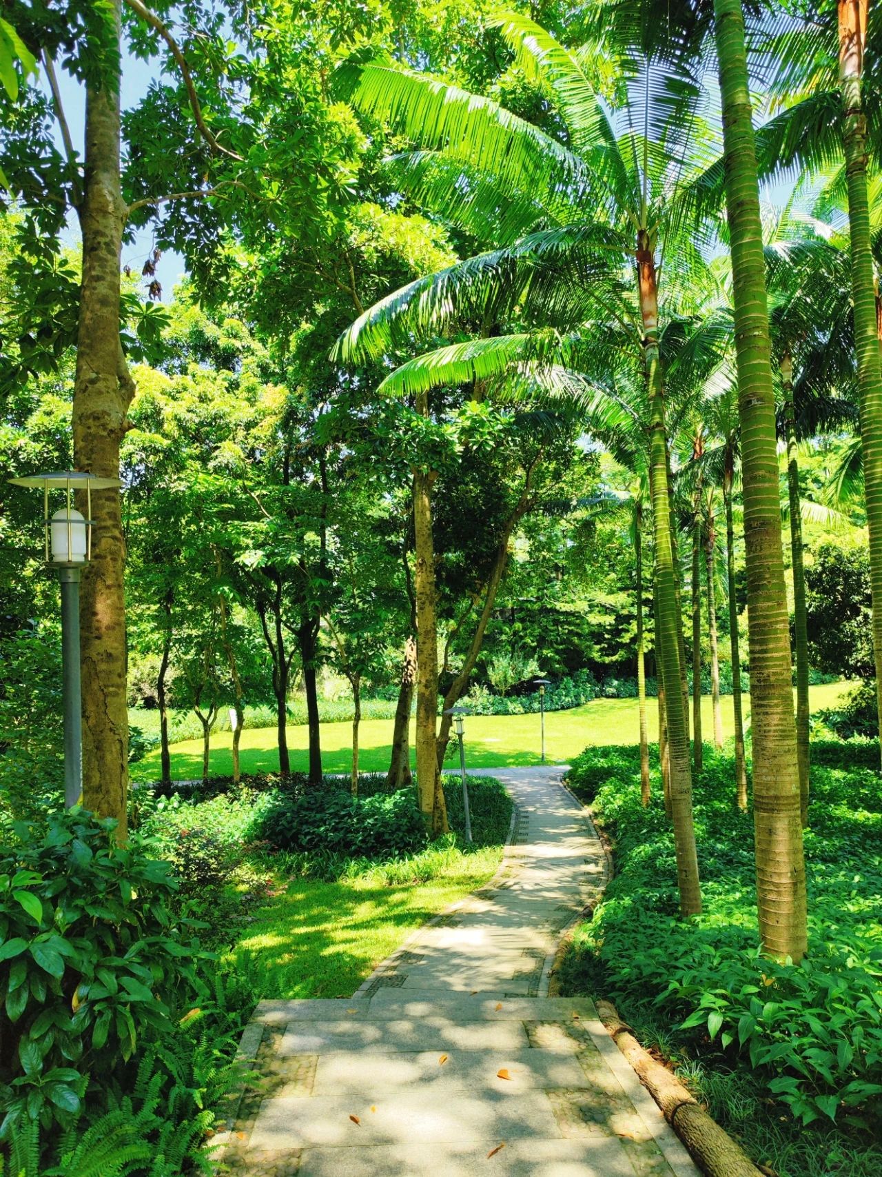 Shenzhen Meilin Park's old tree