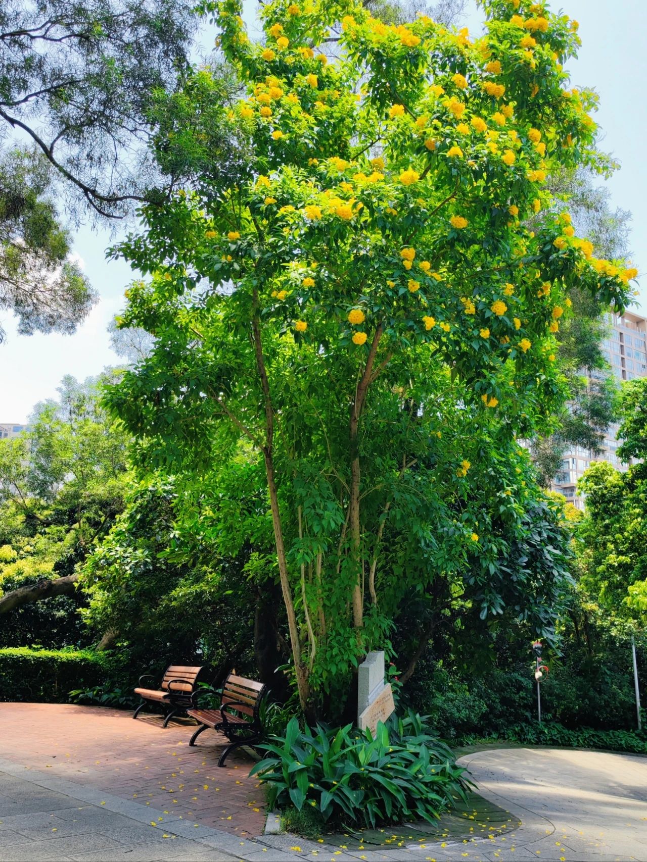 Shenzhen Meilin Park's old tree