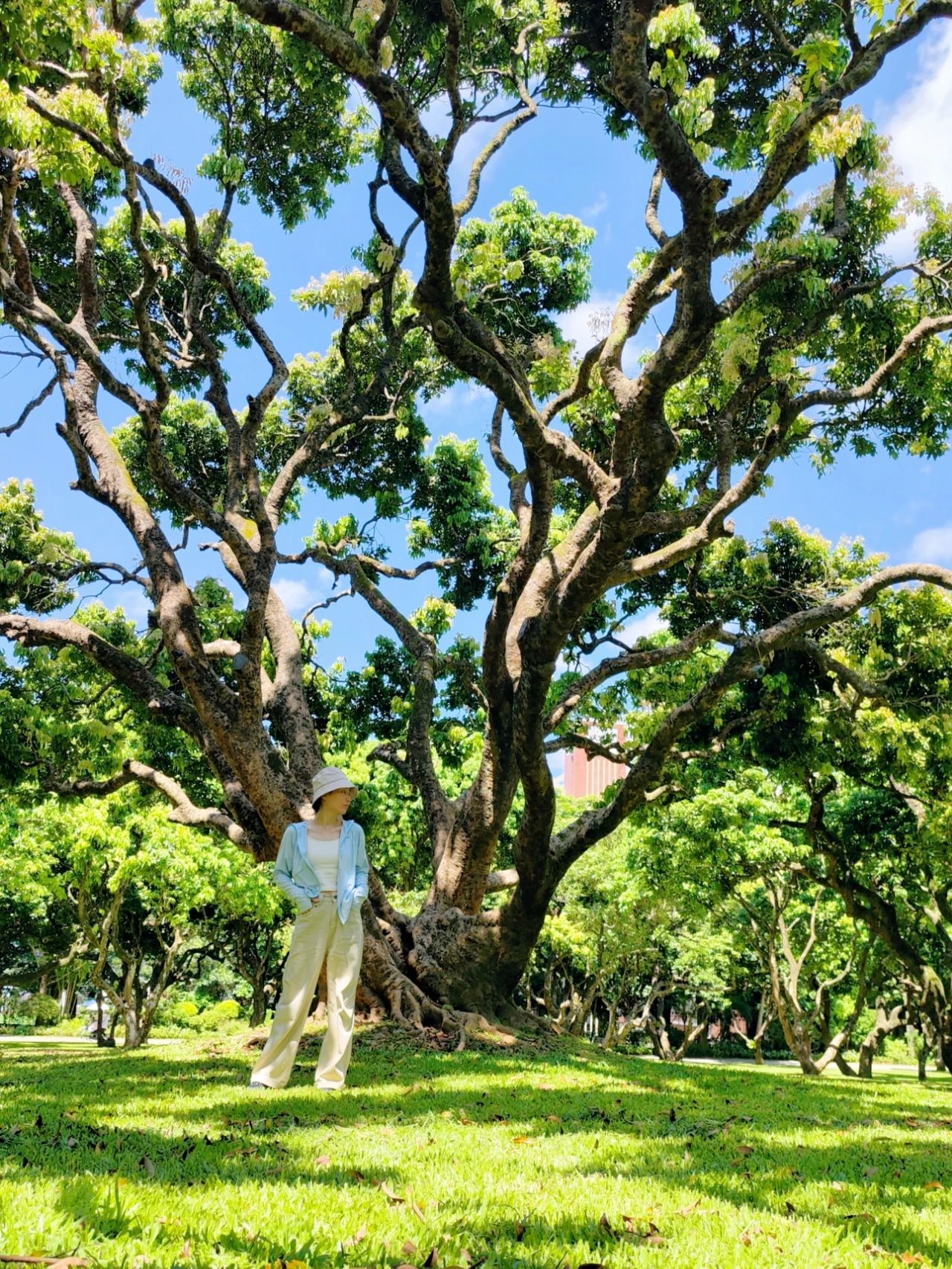 Shenzhen Meilin Park's old tree