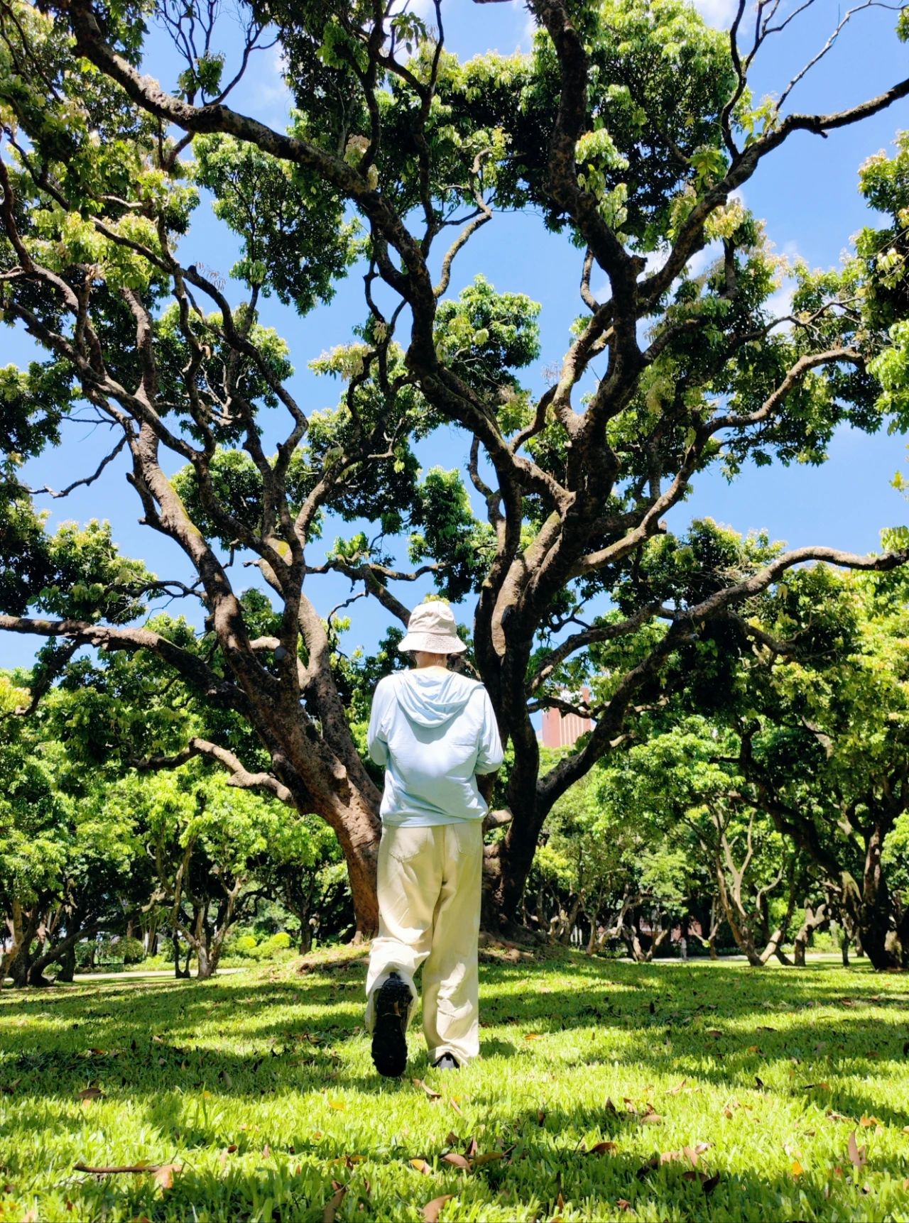 Shenzhen Meilin Park's old tree