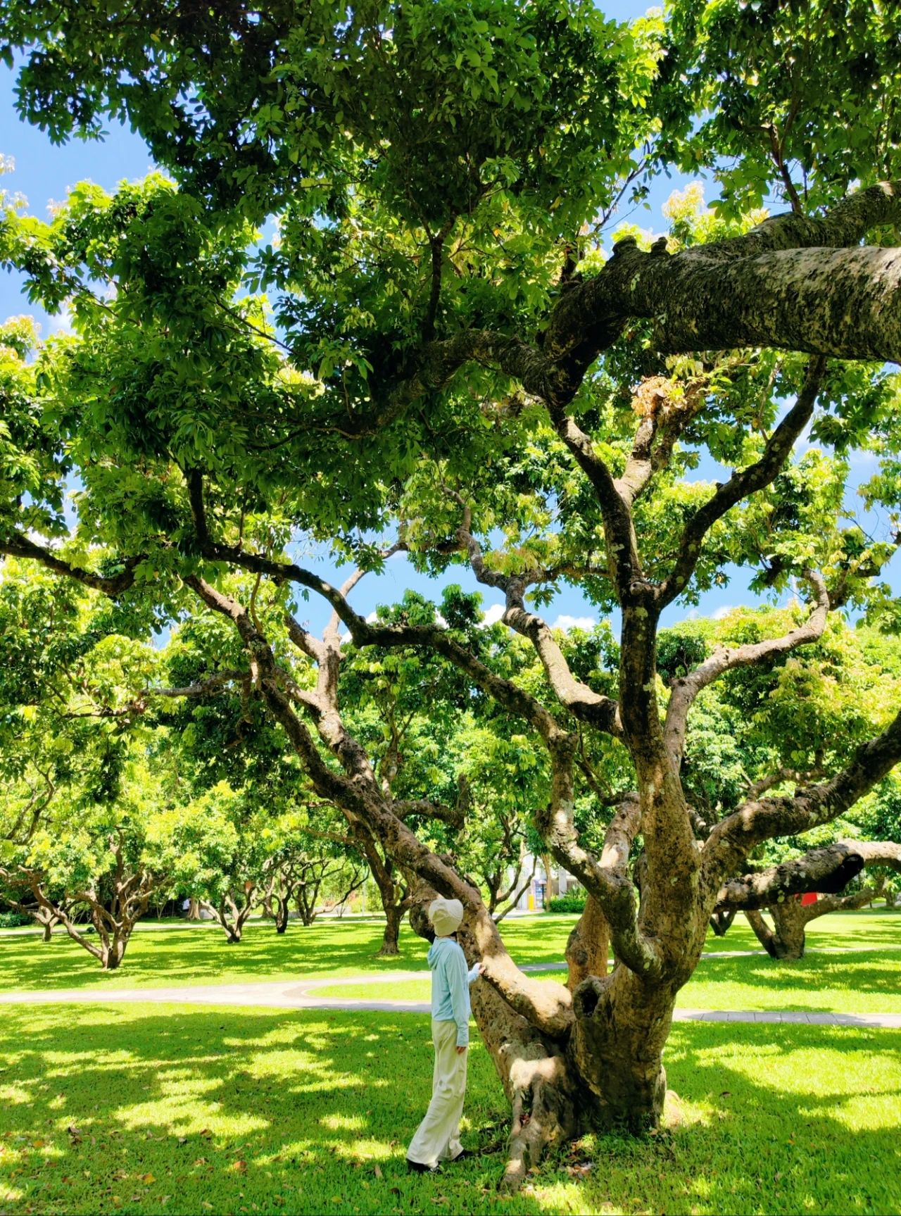 Shenzhen Meilin Park's old tree