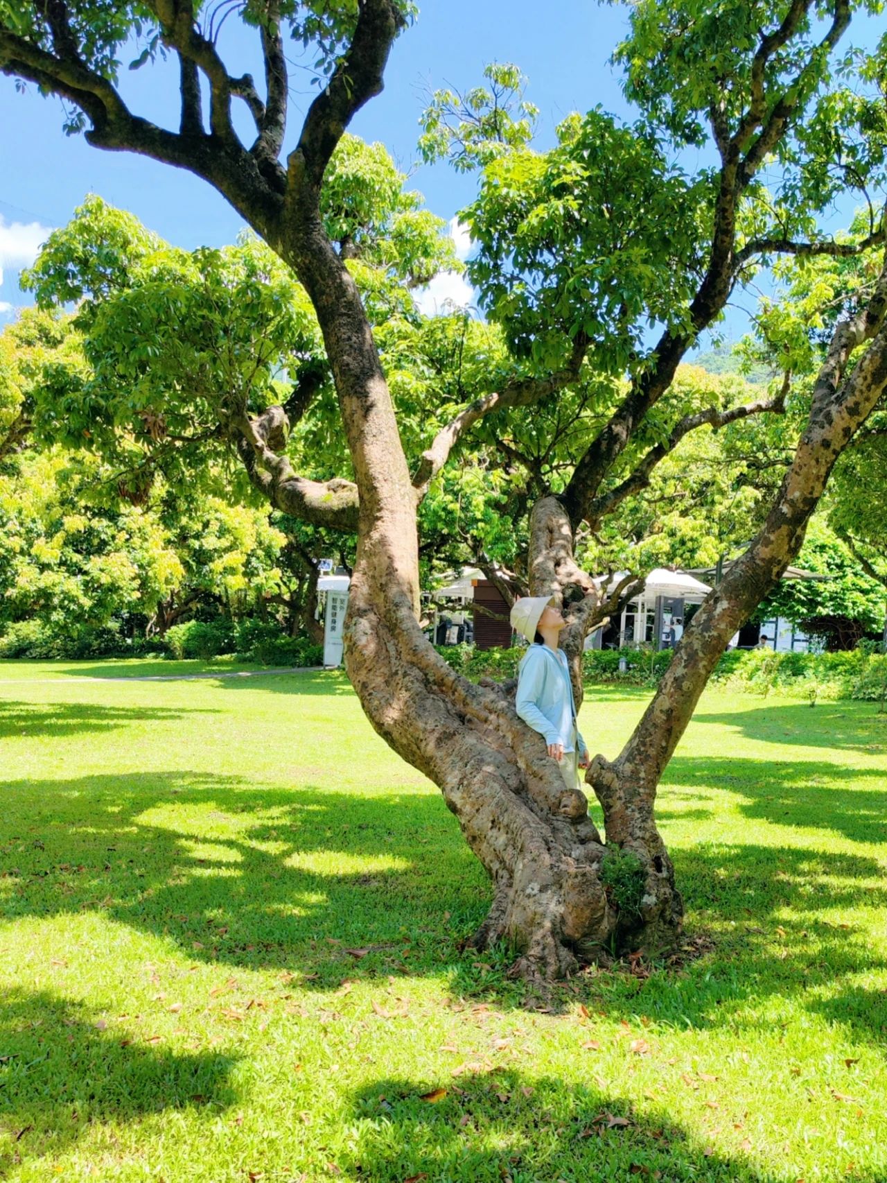 Shenzhen Meilin Park's old tree