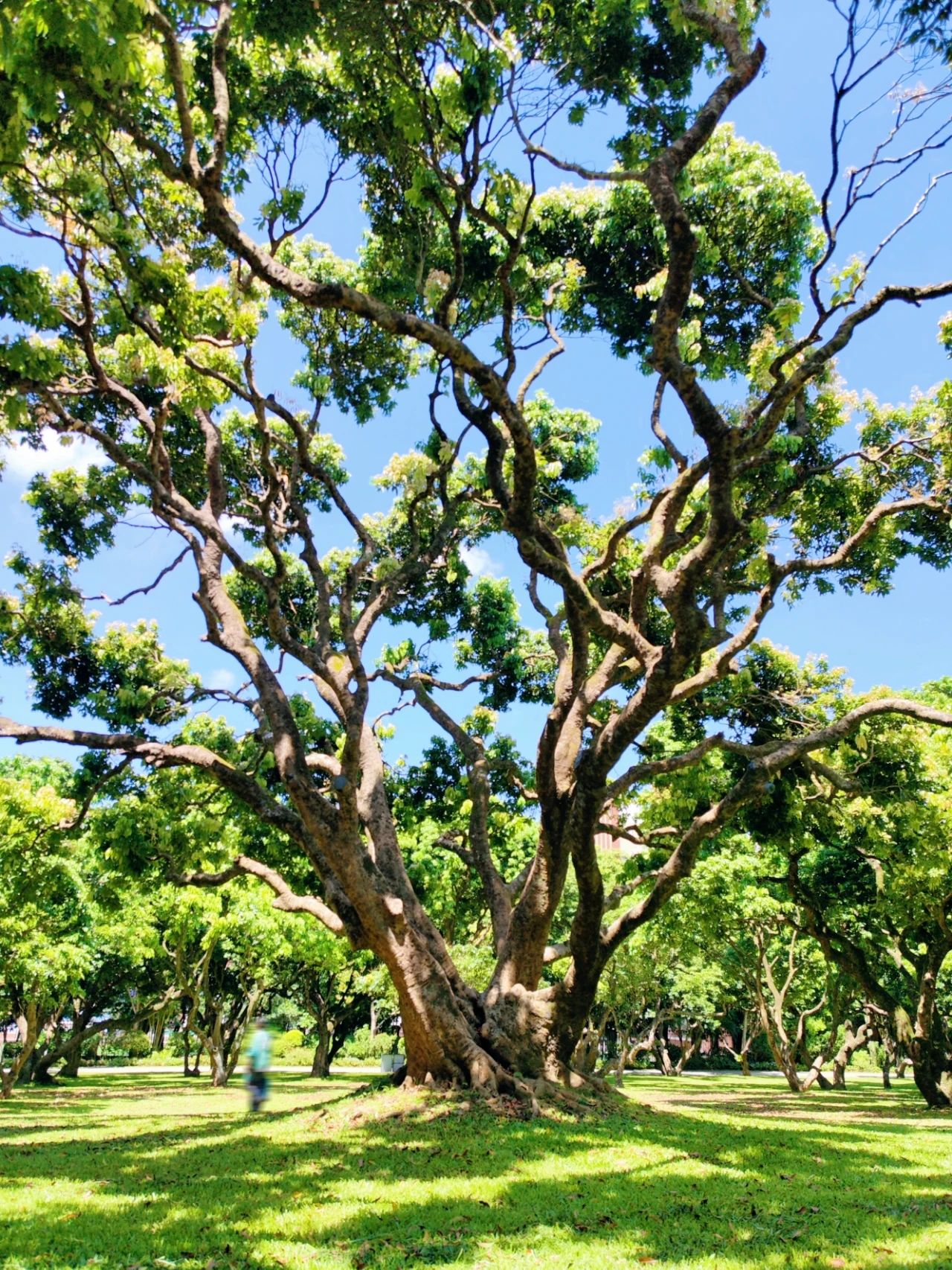 Shenzhen Meilin Park's old tree