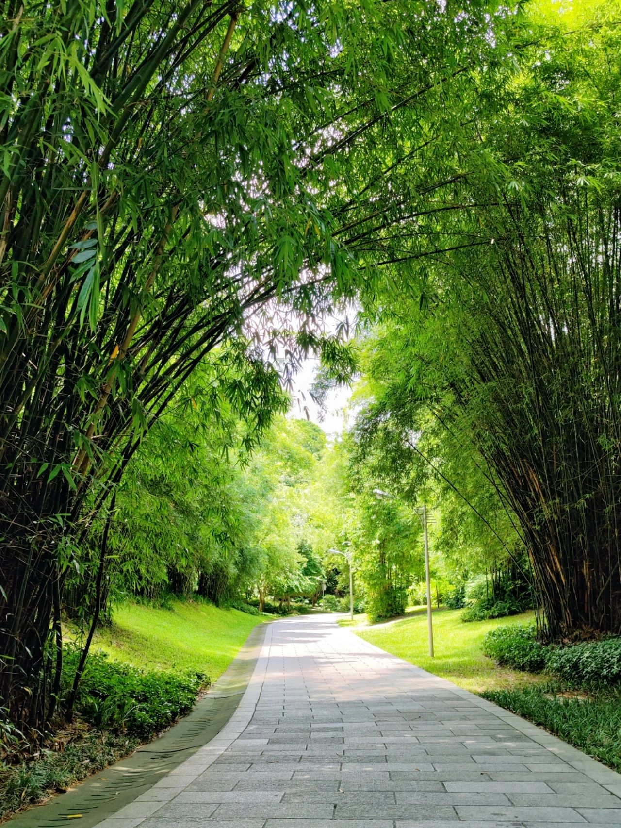 Shenzhen Meilin Park's old tree