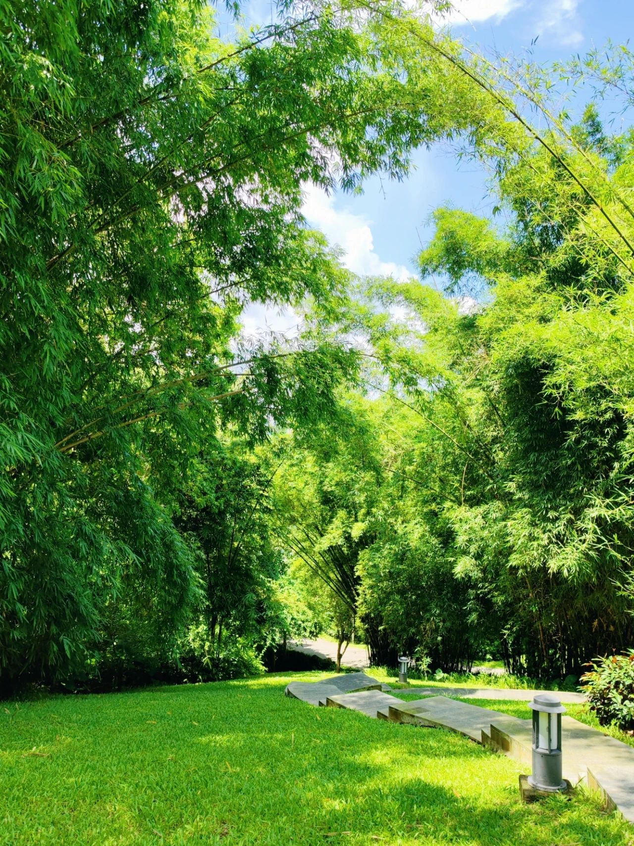 Shenzhen Meilin Park's old tree