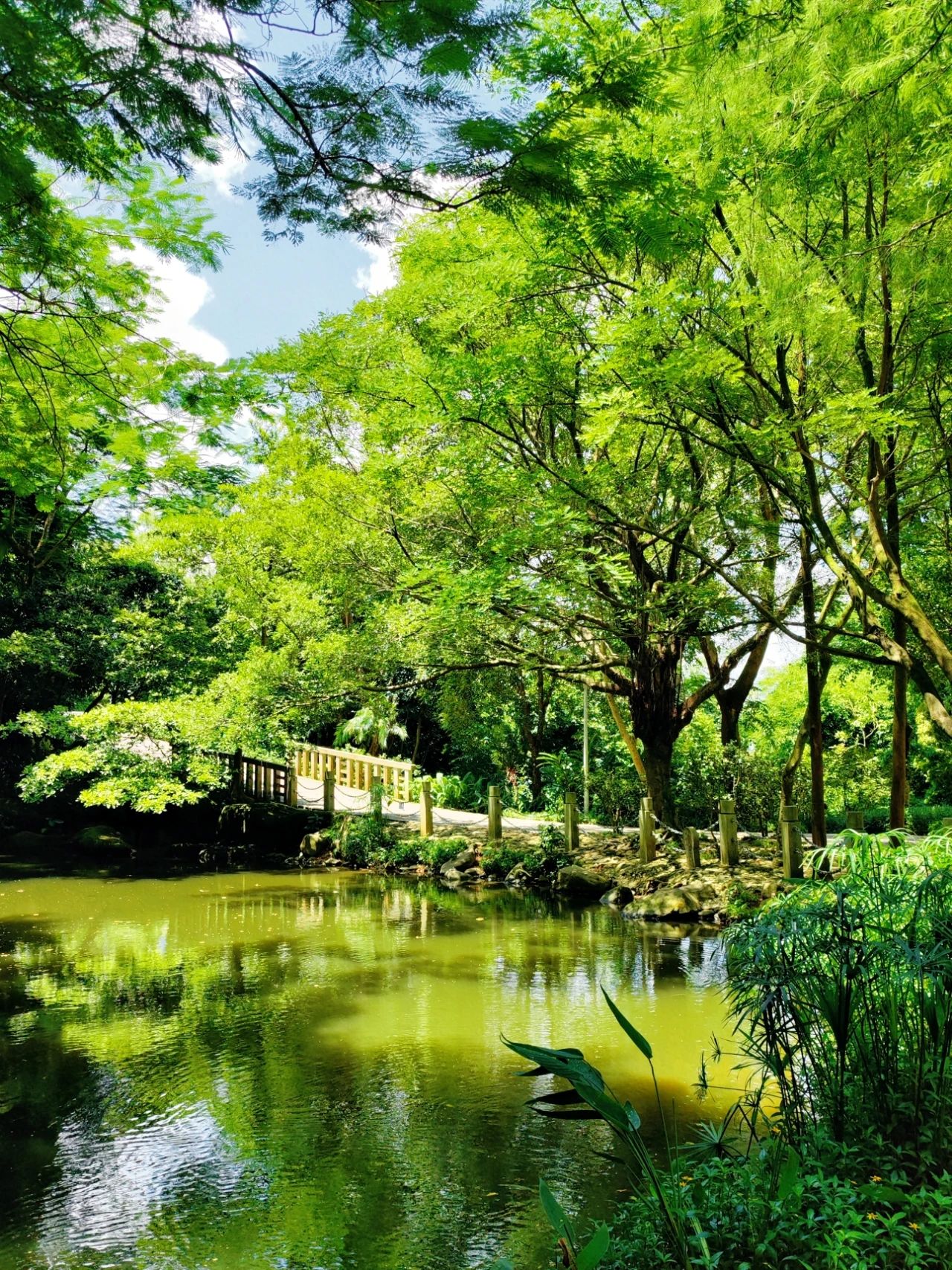 Shenzhen Meilin Park's old tree