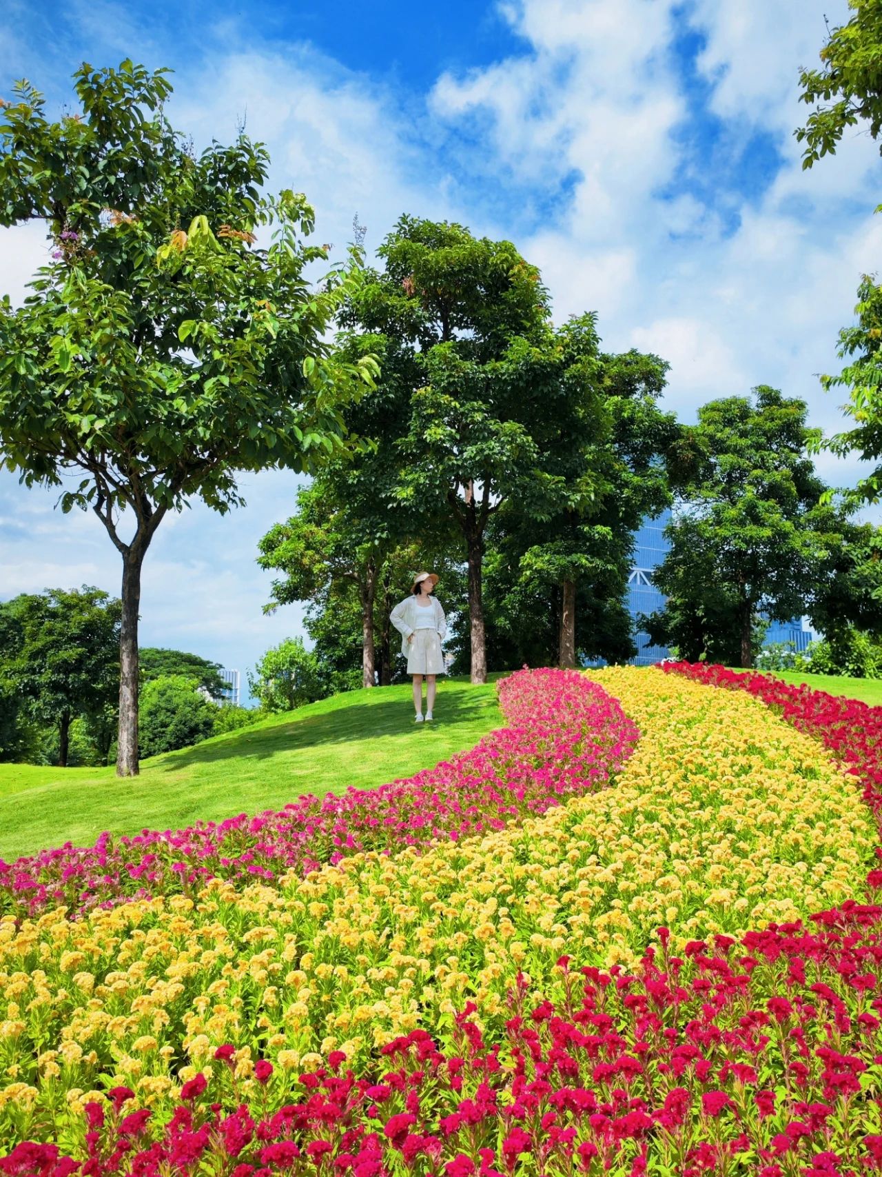 Guiwan Park's Cockscomb Flower