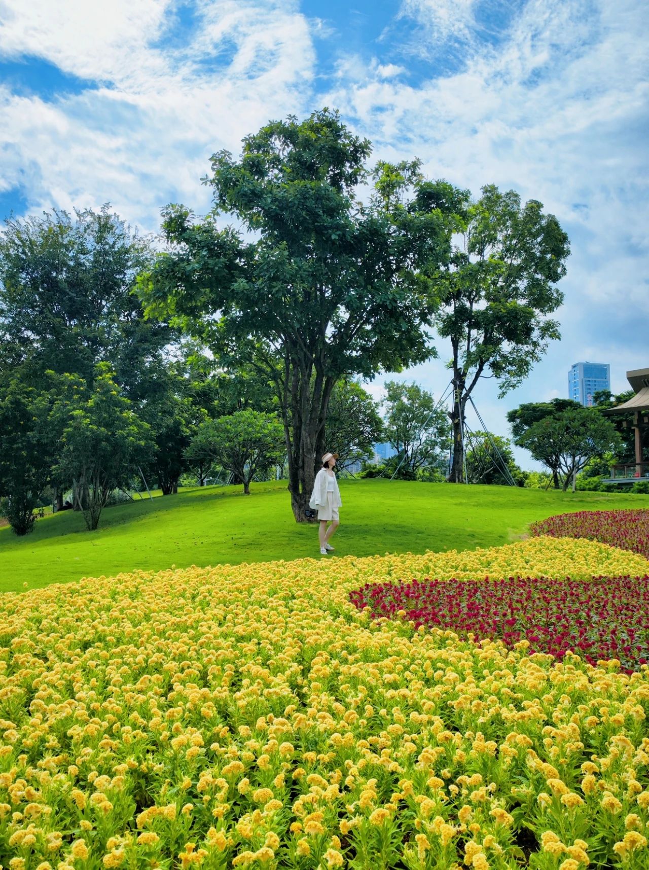 Guiwan Park's Cockscomb Flower