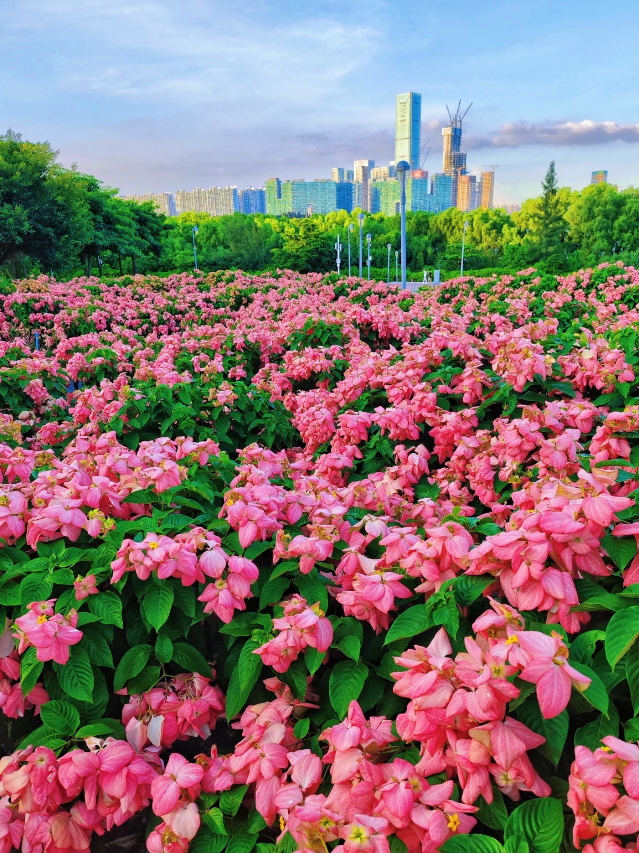 Shenzhen! Seaside pink paper fan flower sea, beautiful as Monet's garden 🌸