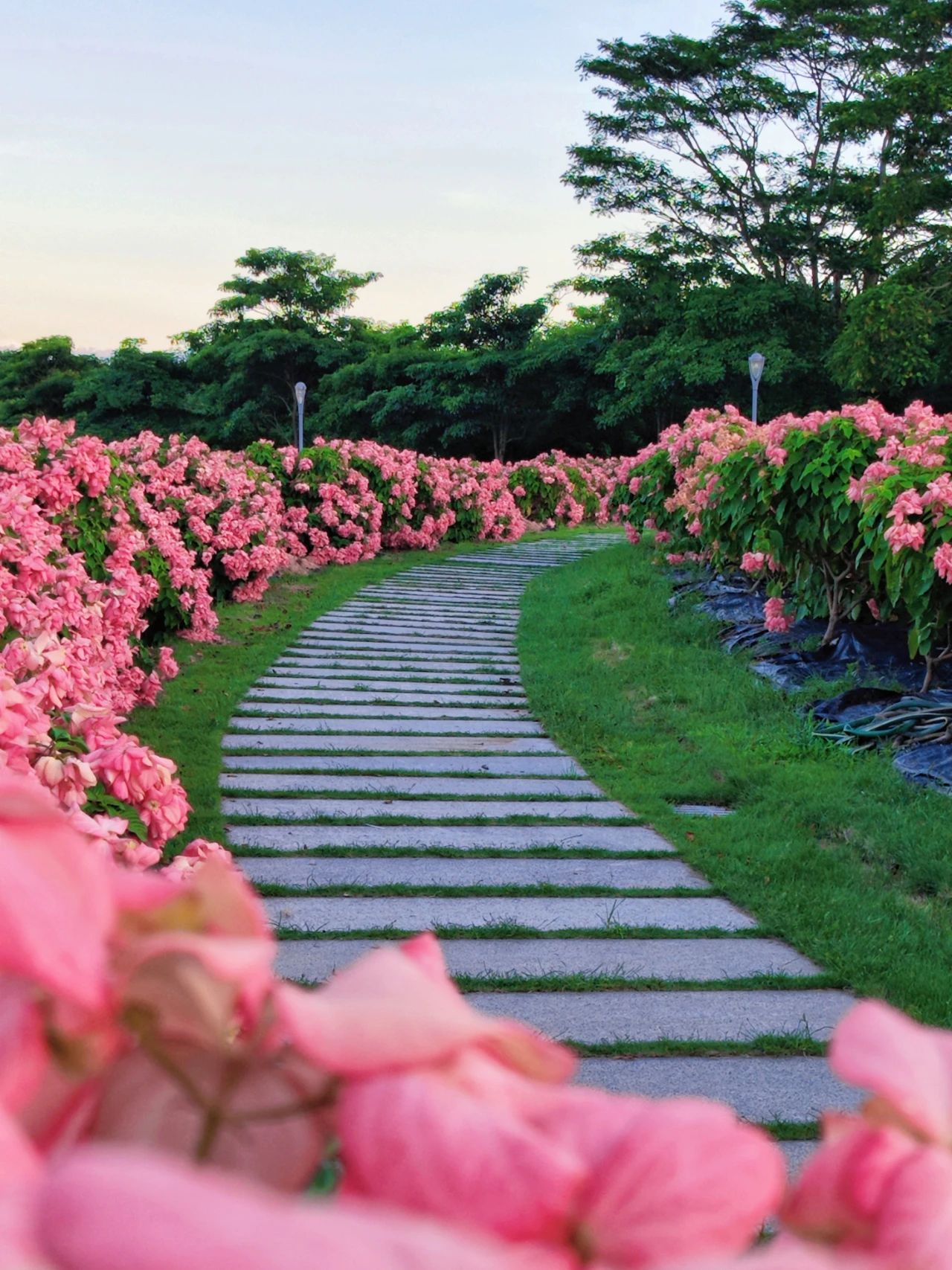 Liuhua Mountain Park, Seaside pink paper fan flower sea