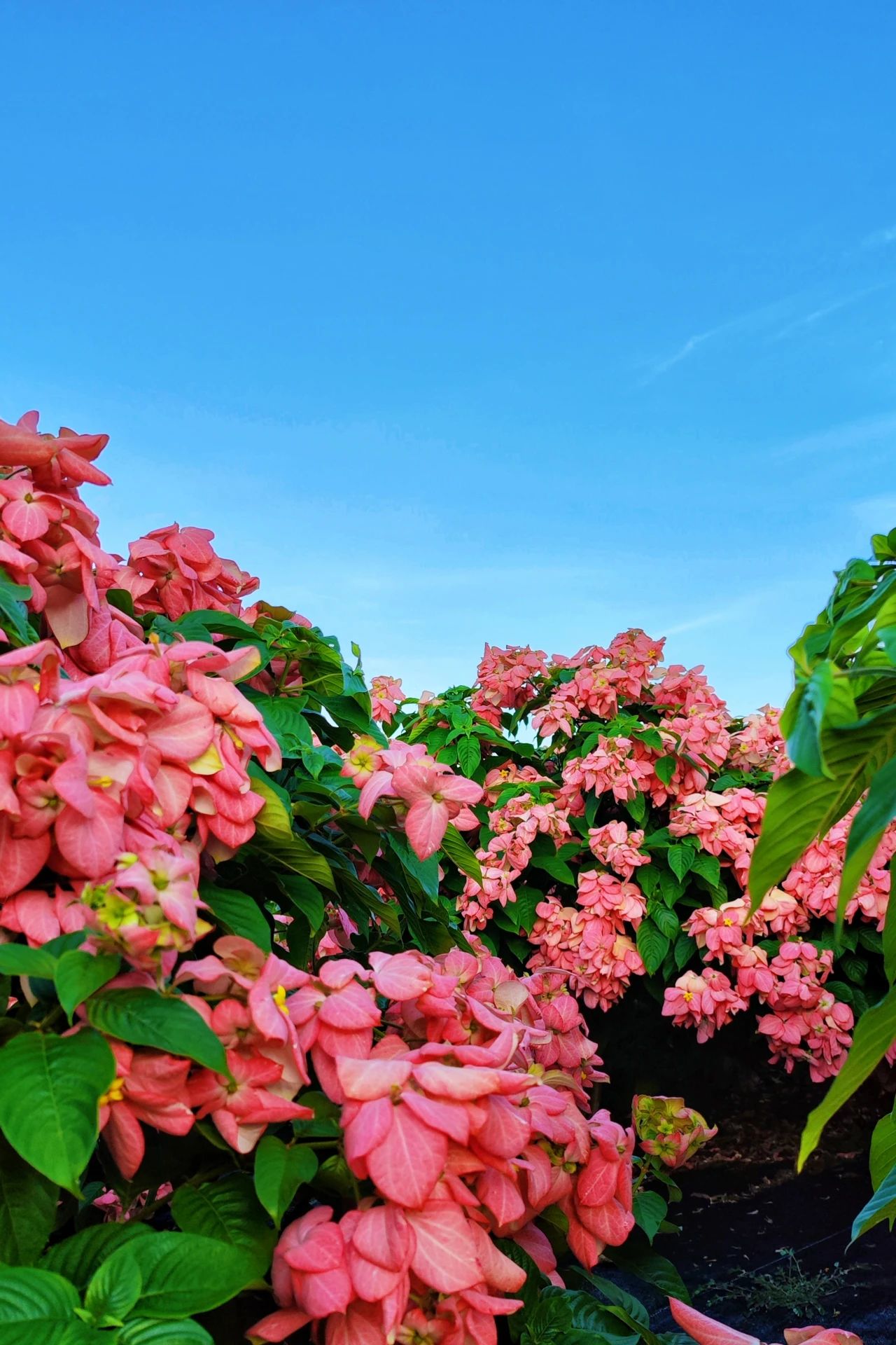 Liuhua Mountain Park, Seaside pink paper fan flower sea