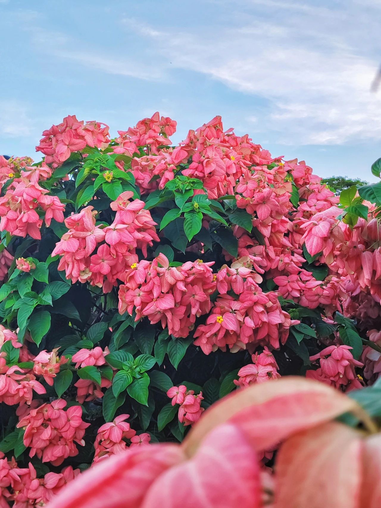 Liuhua Mountain Park, Seaside pink paper fan flower sea