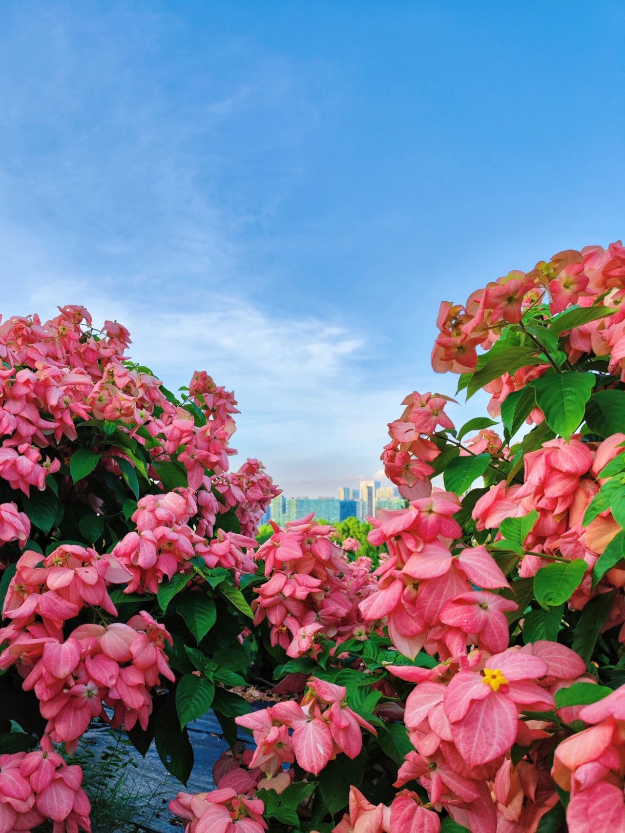 Liuhua Mountain Park, Seaside pink paper fan flower sea