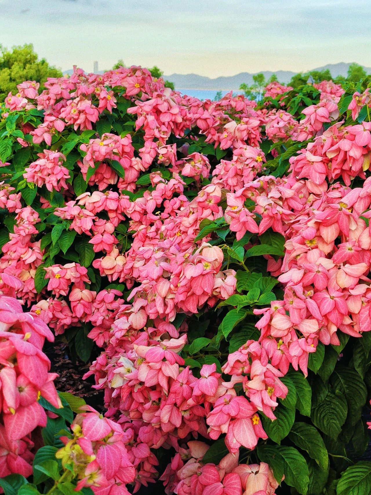 Liuhua Mountain Park, Seaside pink paper fan flower sea