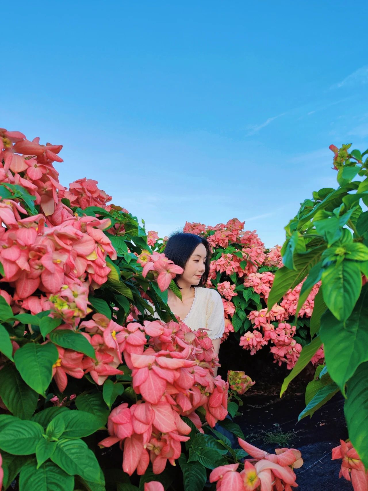 Liuhua Mountain Park, Seaside pink paper fan flower sea