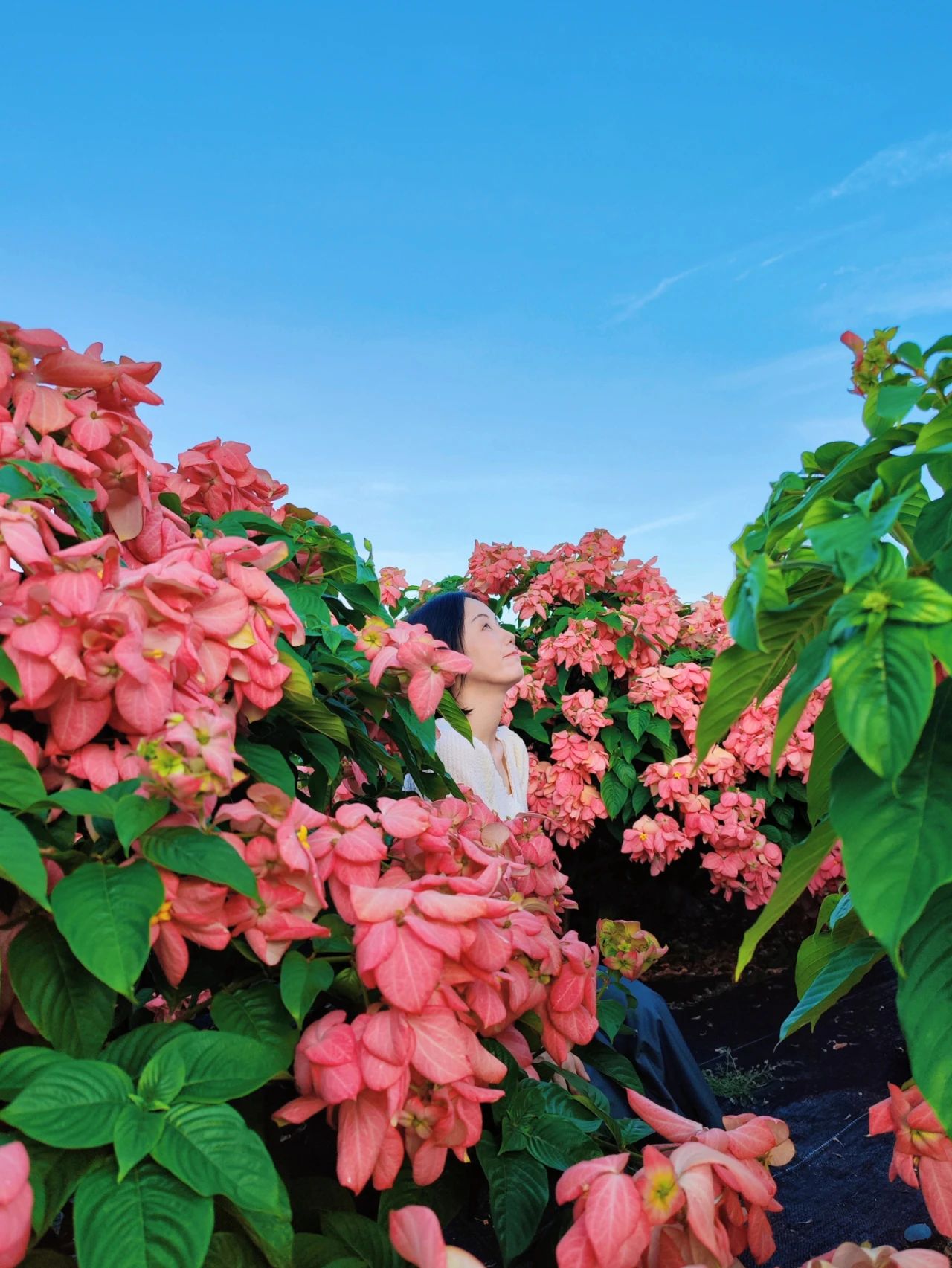 Liuhua Mountain Park, Seaside pink paper fan flower sea